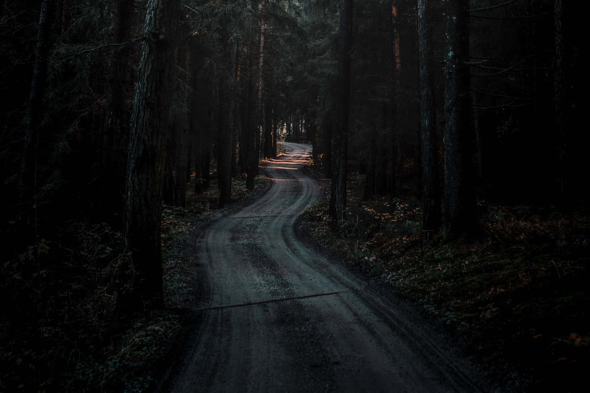 Magical Night Forest Background
