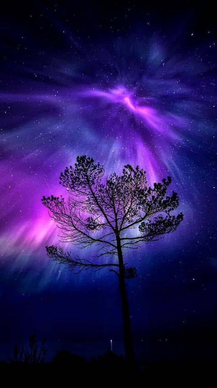 Magical Night Sky Aurora Borealis Over Tree Background