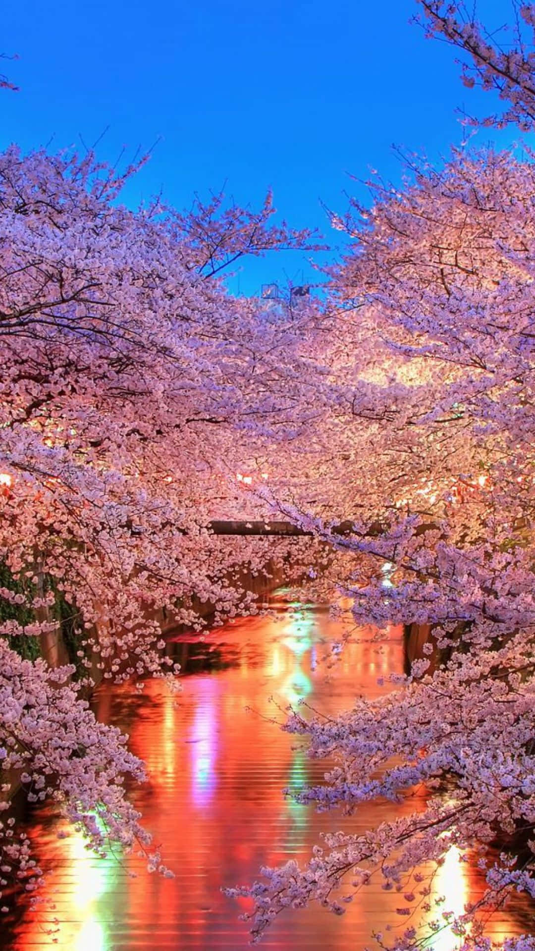 Magical Night View Of Cherry Blossom In Full Bloom Background