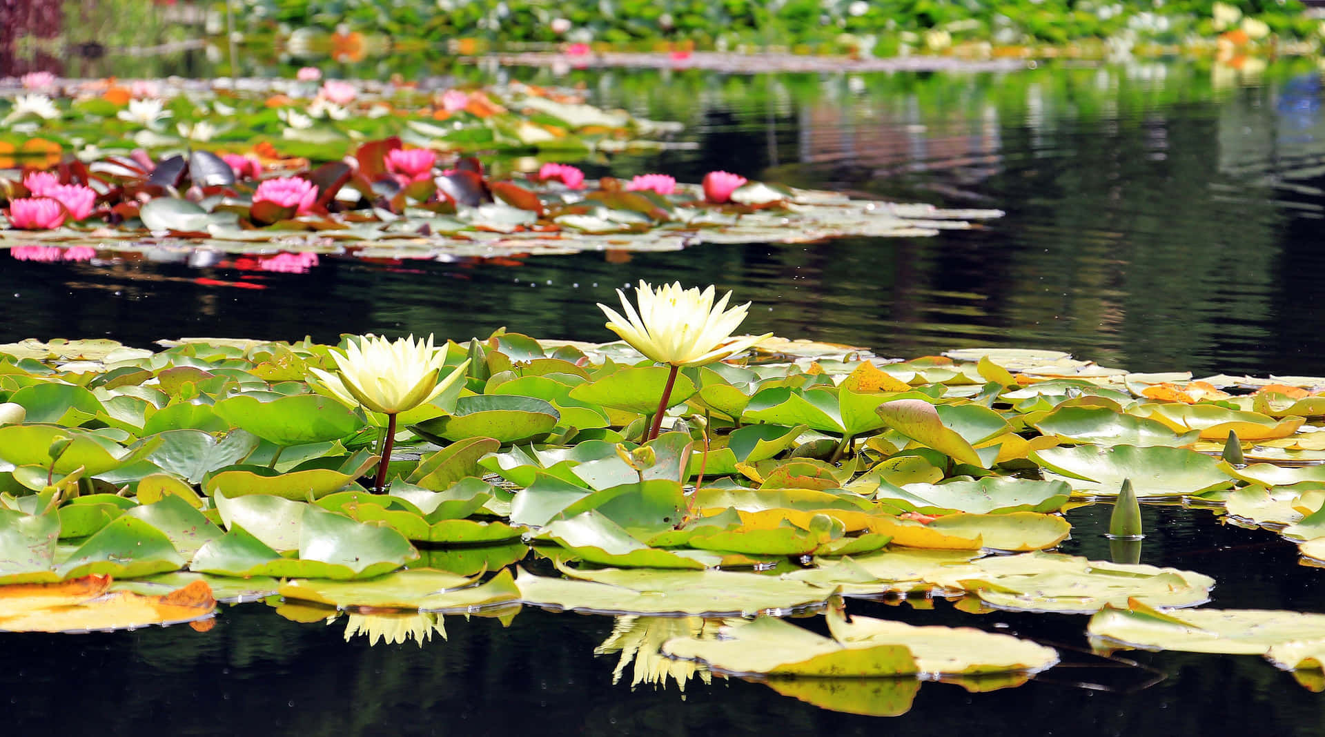 Magical Pond And A Beautiful Water Lilies Background