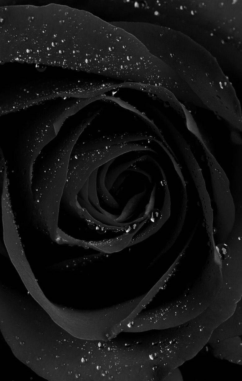 Magical Rare Black Rose Iphone Background