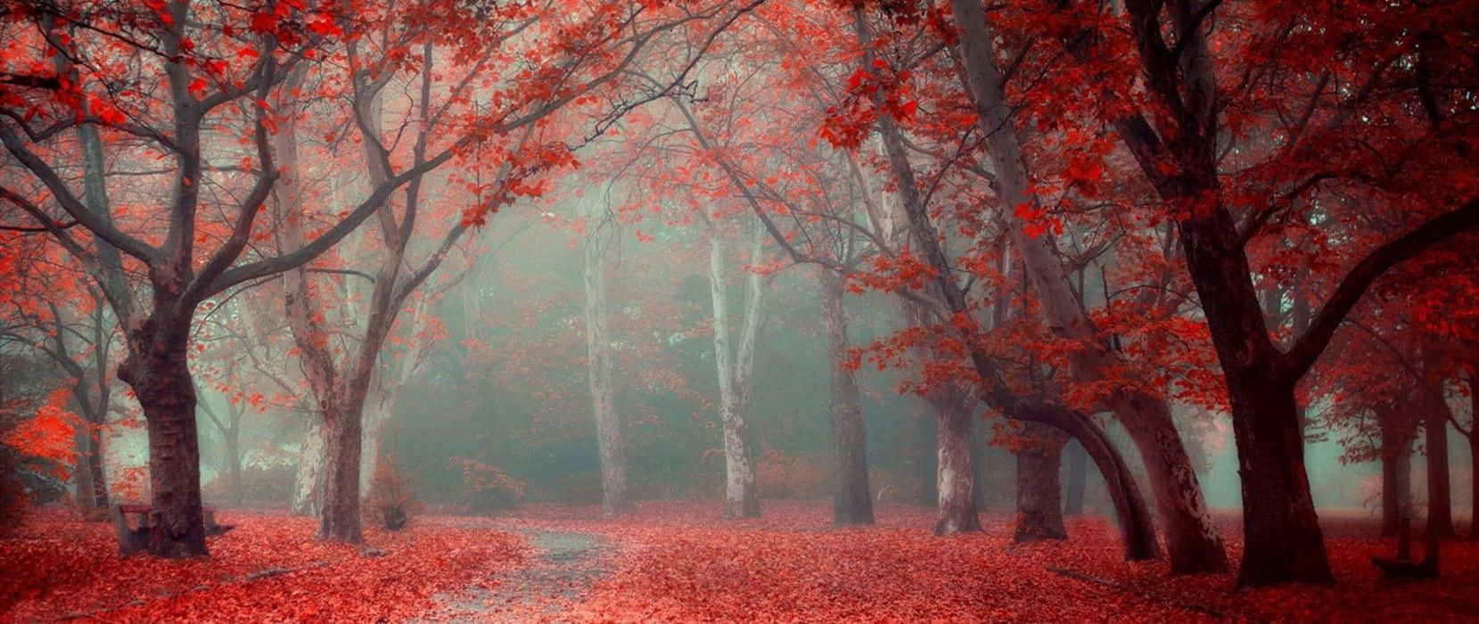 Magical Scene Of Trees Red Ultra Wide Hd