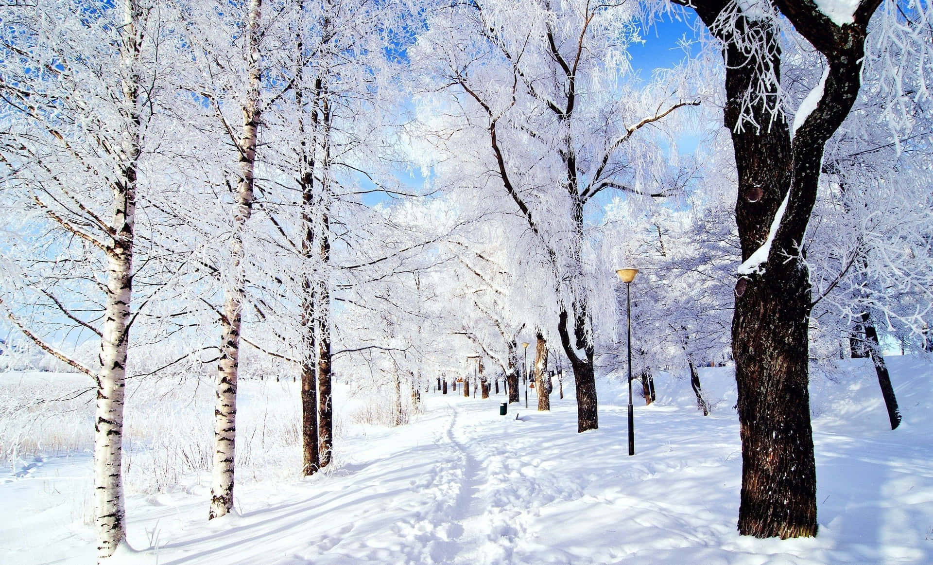 Magical Winter Wonderland Background