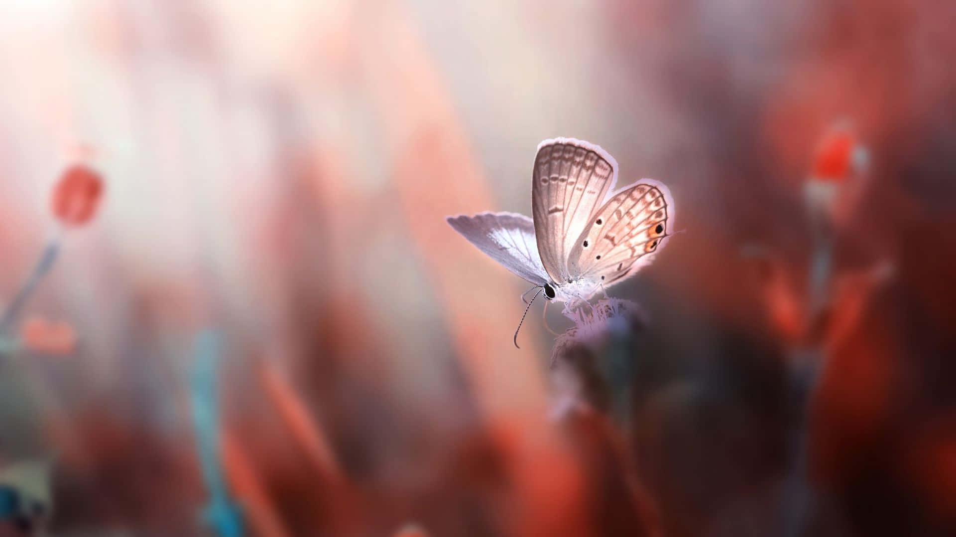 Magneficent Butterfly Insects Background