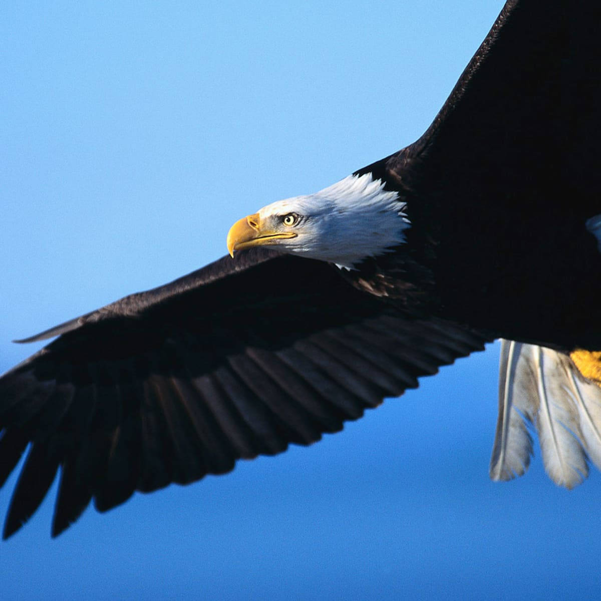 Magnificent Aguila Bird Spreading Wings Background