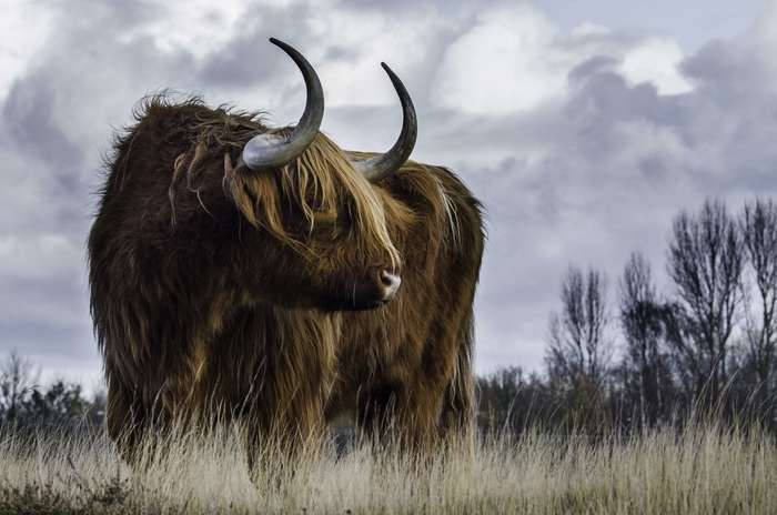 Magnificent Bison Roaming In Buffalo, New York