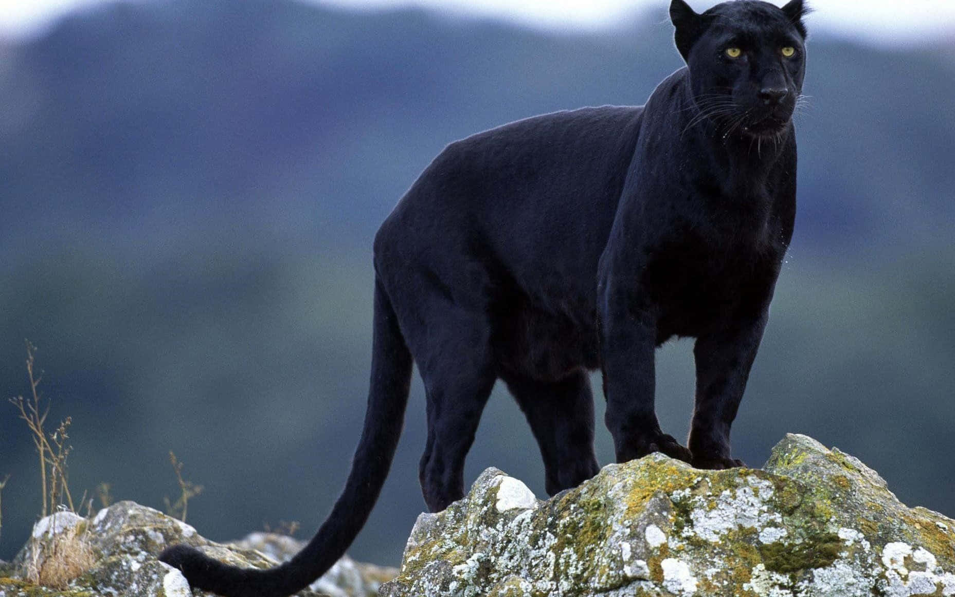 Magnificent Black Jaguar Background