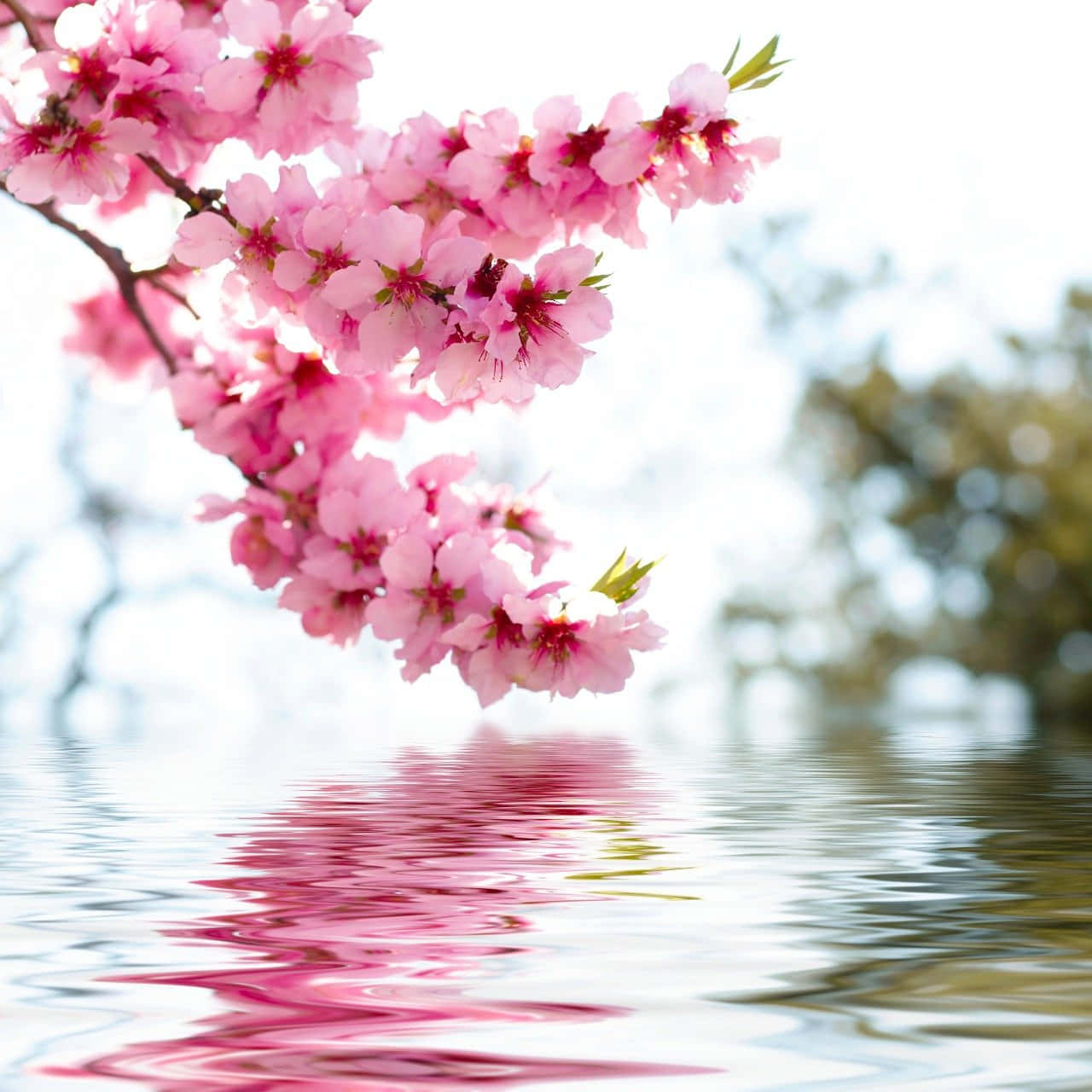 Magnificent Cherry Blossoms Background