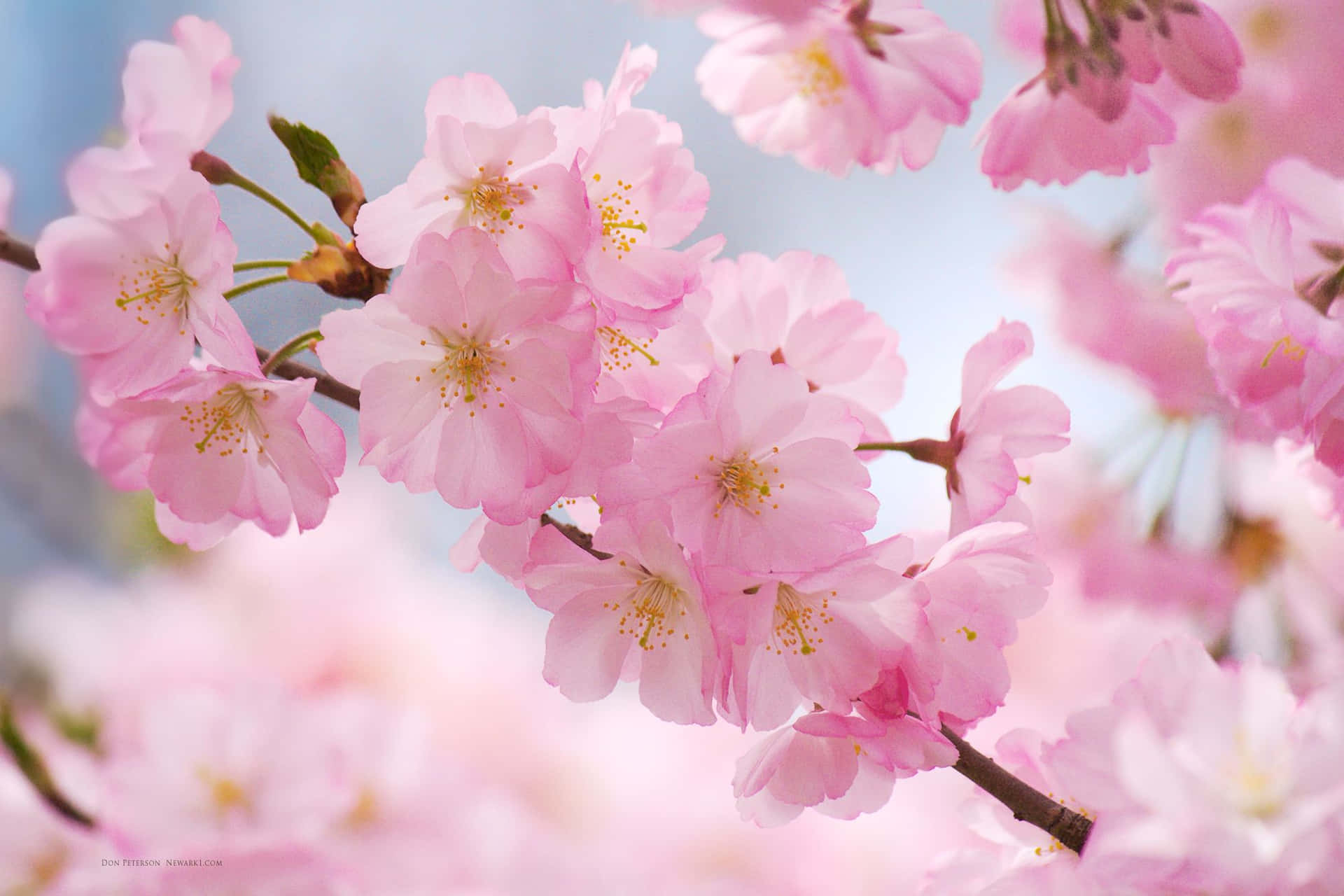 Magnificent Cherry Blossoms In Bloom Background