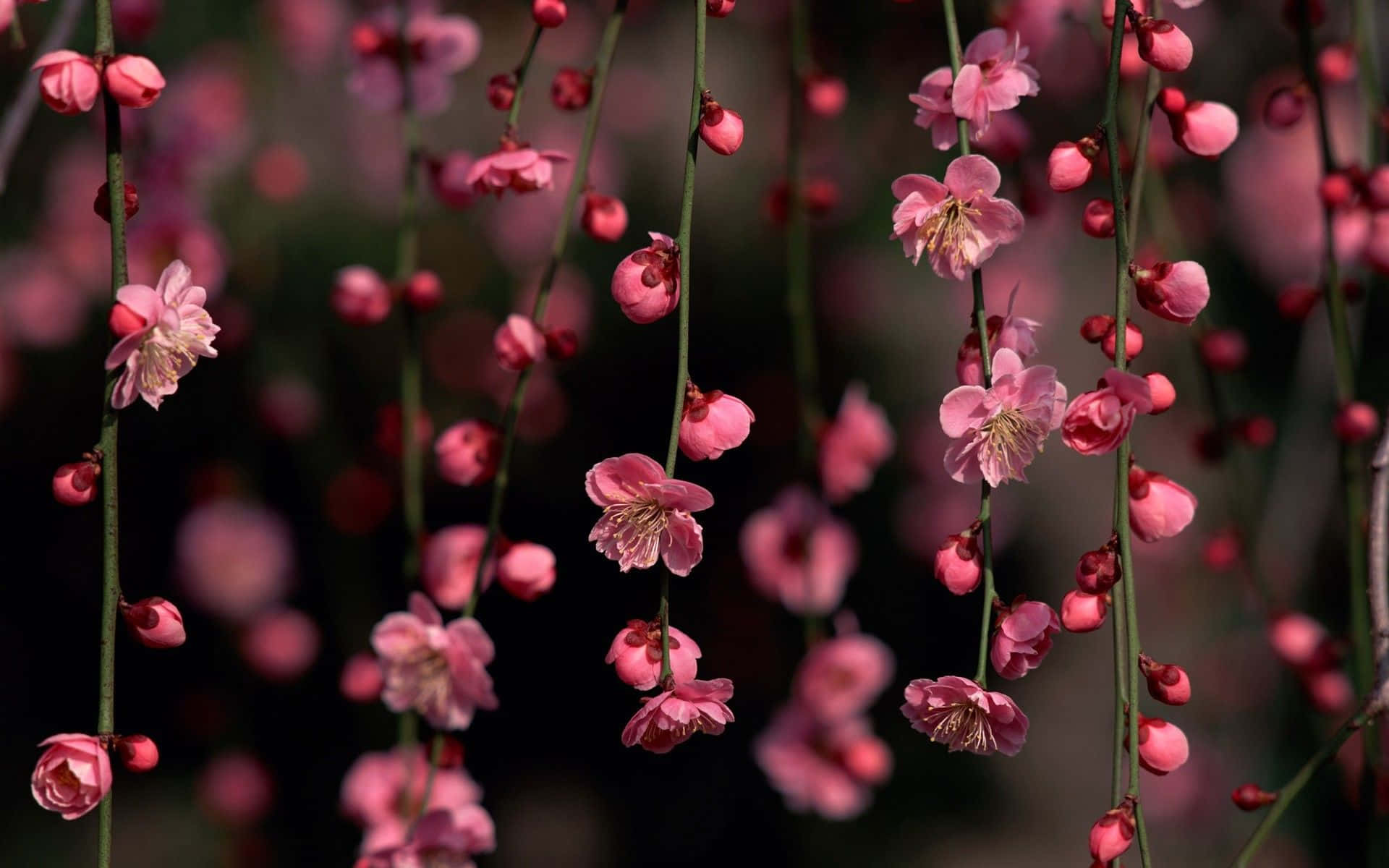 Magnificent Dark Cherry Blossom Flowers Background