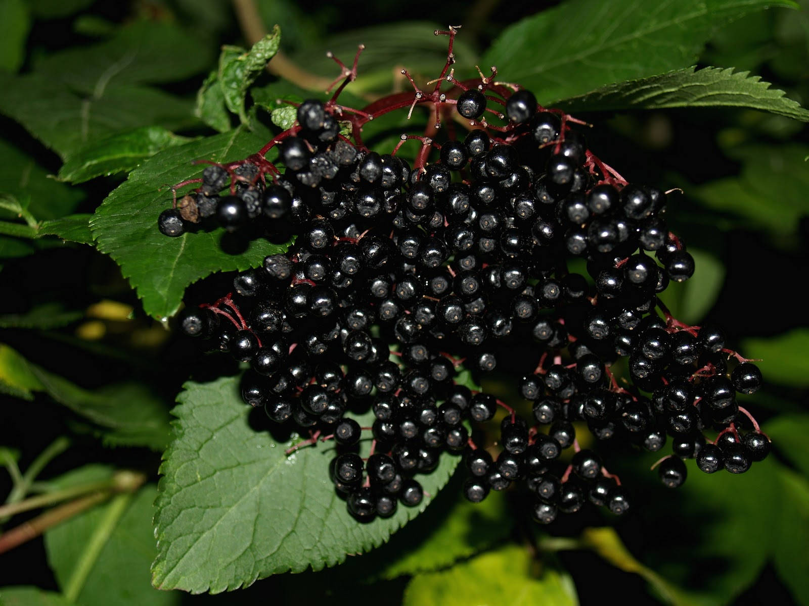 Magnificent Display Of Purple Elderberry Fruits