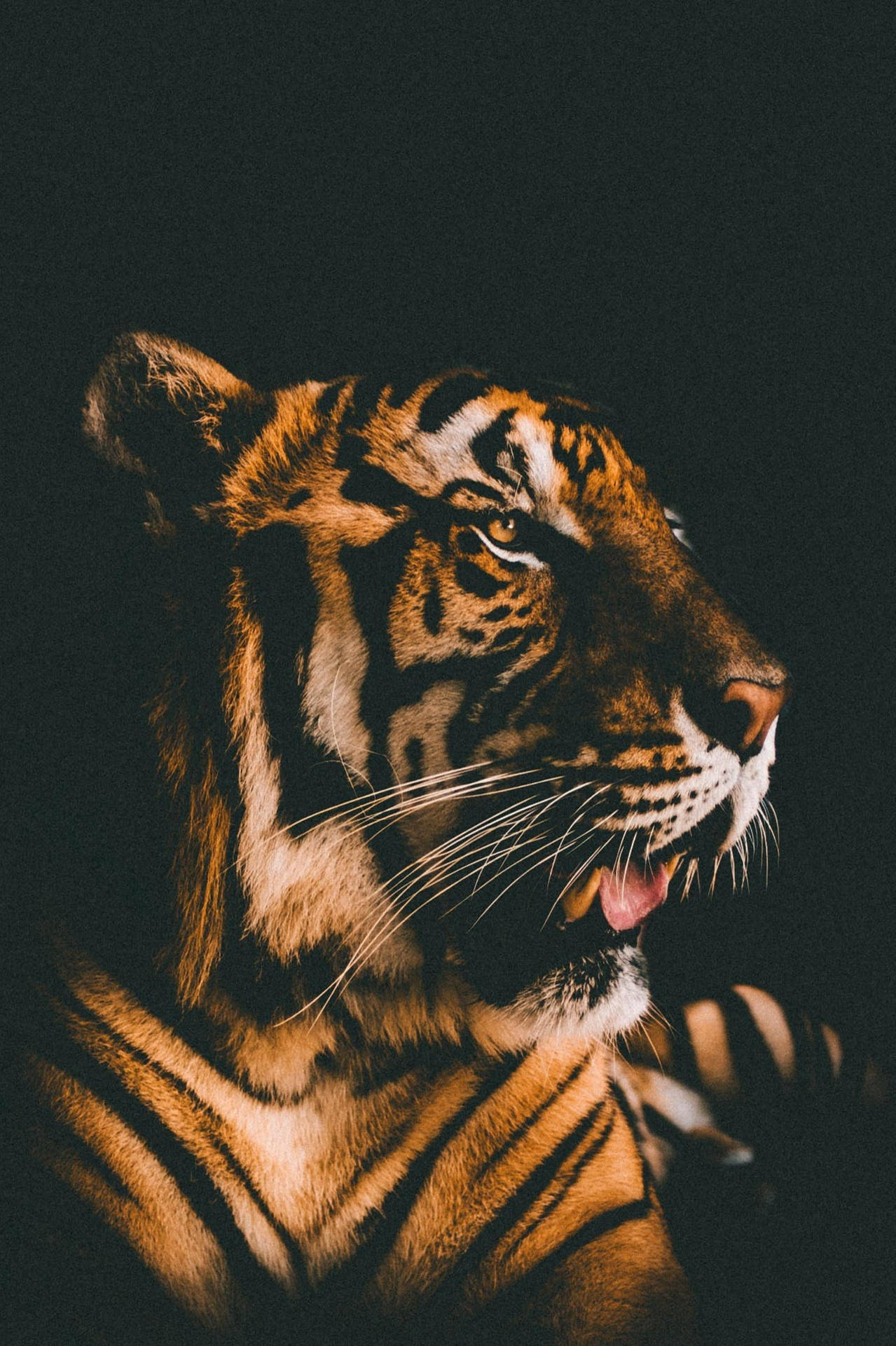 Magnificent Harimau Film Filter