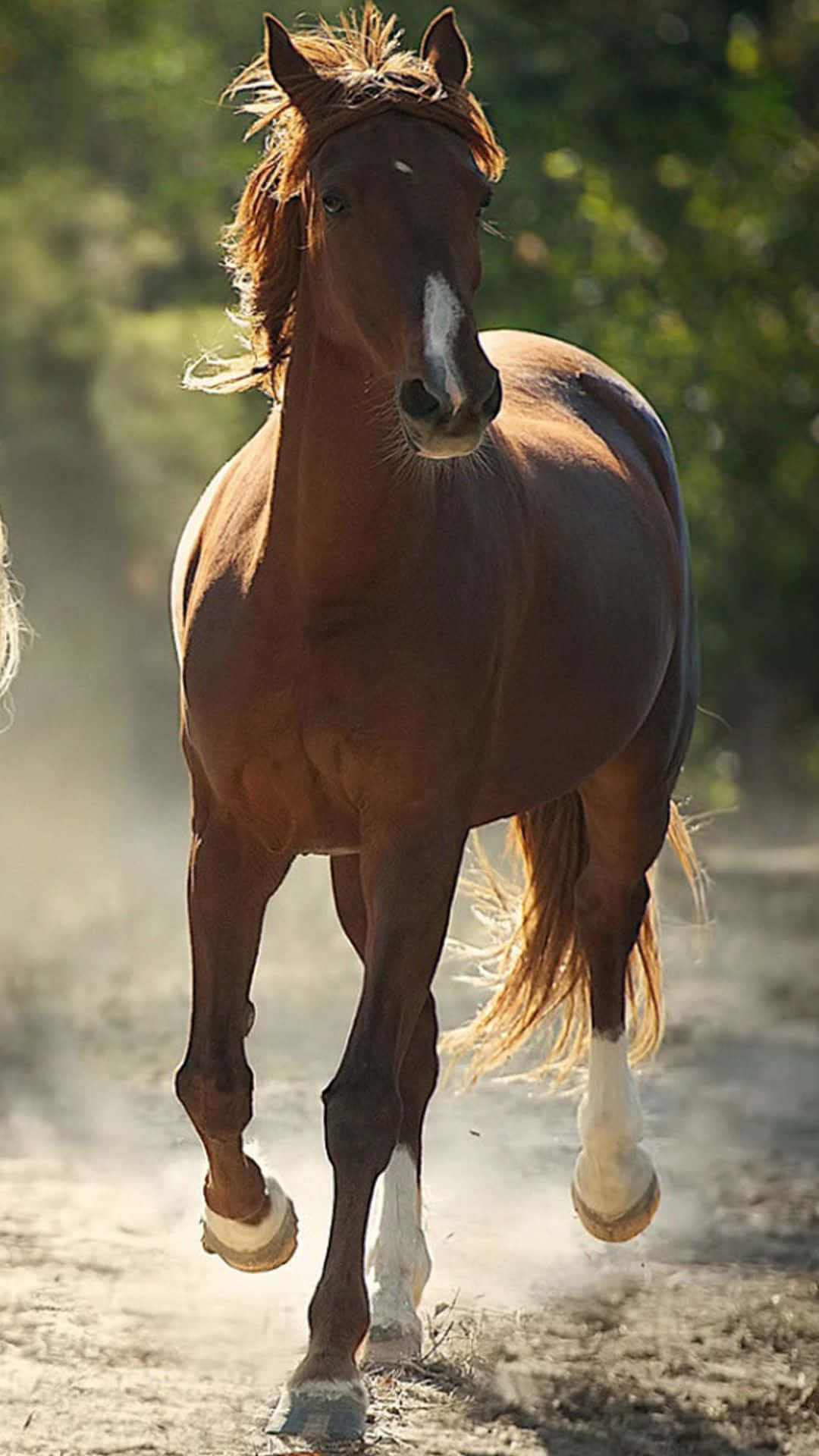 Magnificent Horse Silhouette In The Serene Sunset Background