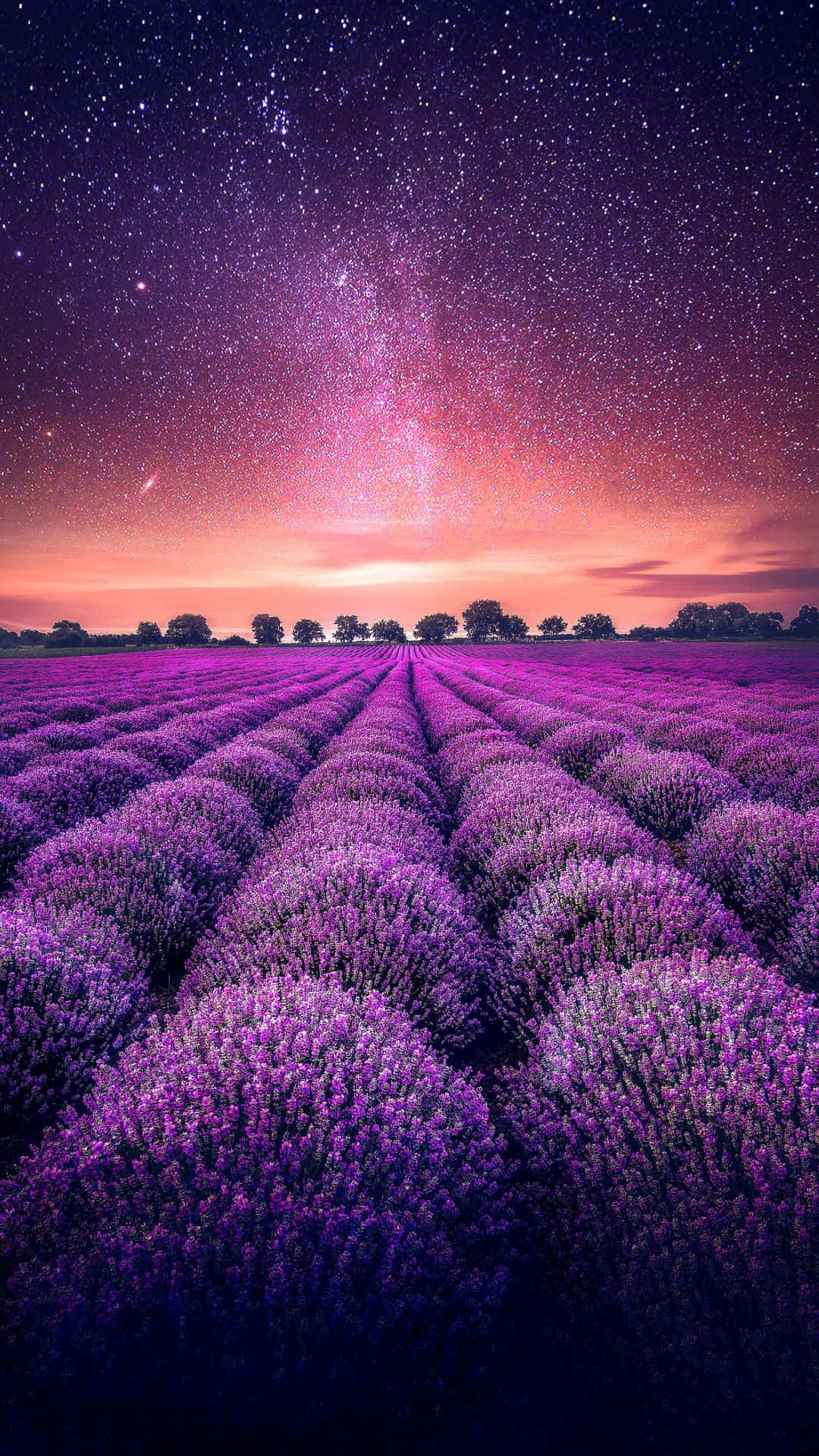 Magnificent Lavender Field Background