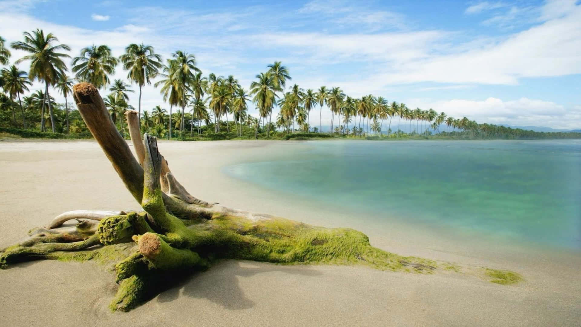 Magnificent Nature View Background