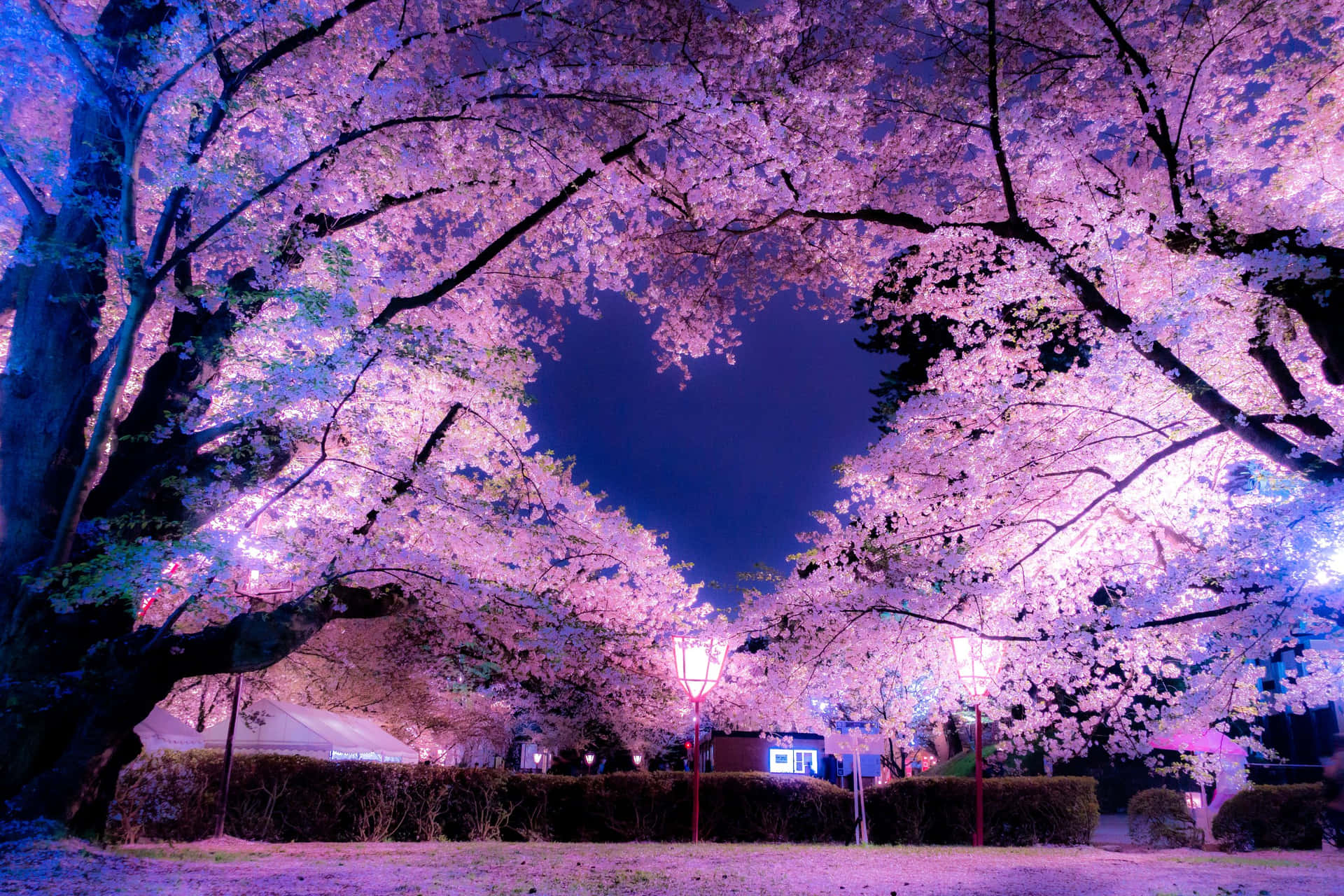 Magnificent Night Scene Of Cherry Blossoms Background