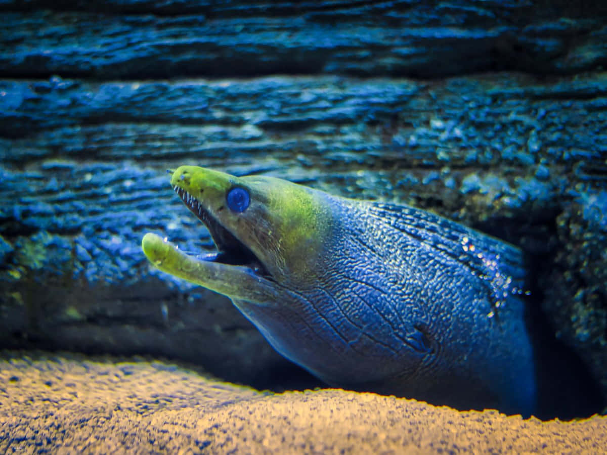 Magnificent Peek Of A Moray Eel In Aquatic Habitat Background