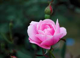 Magnificent Pink Rose Flower