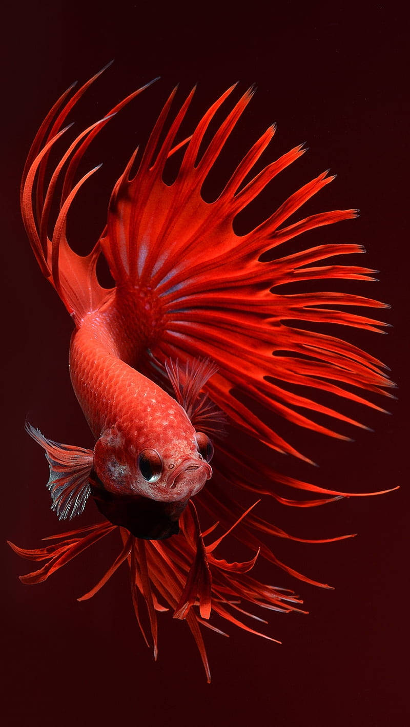 Magnificent Red Betta Iphone 6s Live Background Background