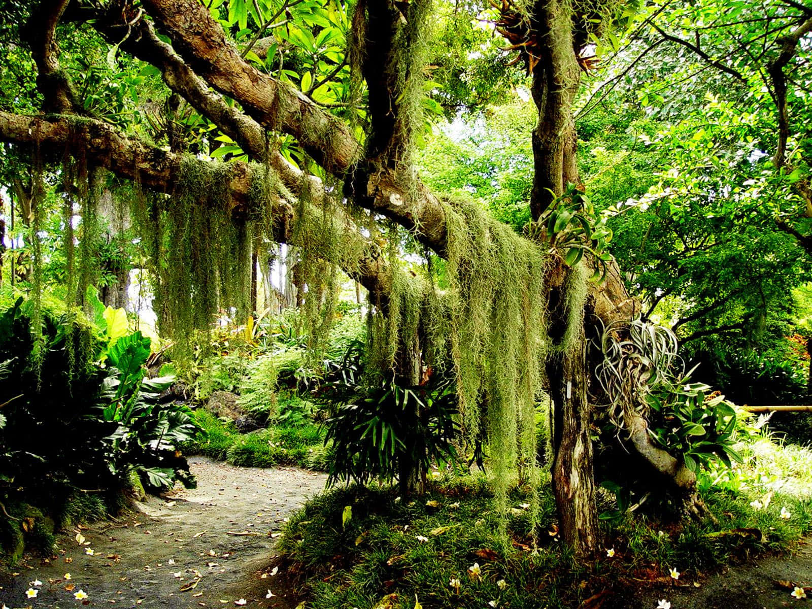 Magnificent Slanted Oak Tree With Green Rainforest Background