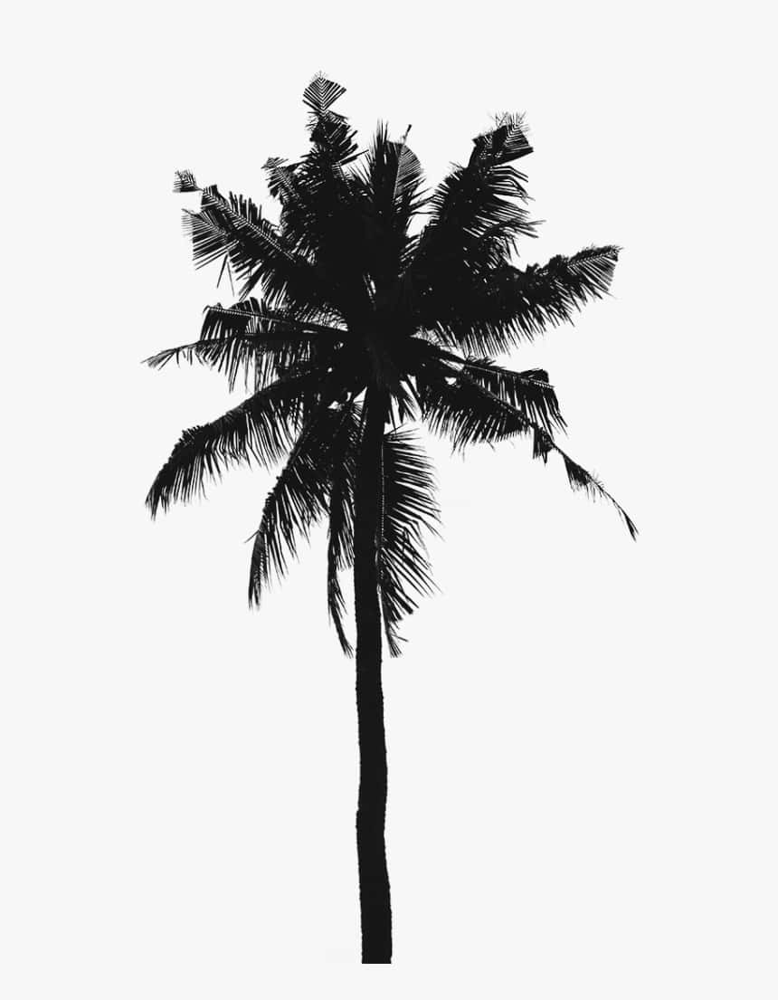 Magnificent Soaring Palm Tree In Stark Black And White. Background