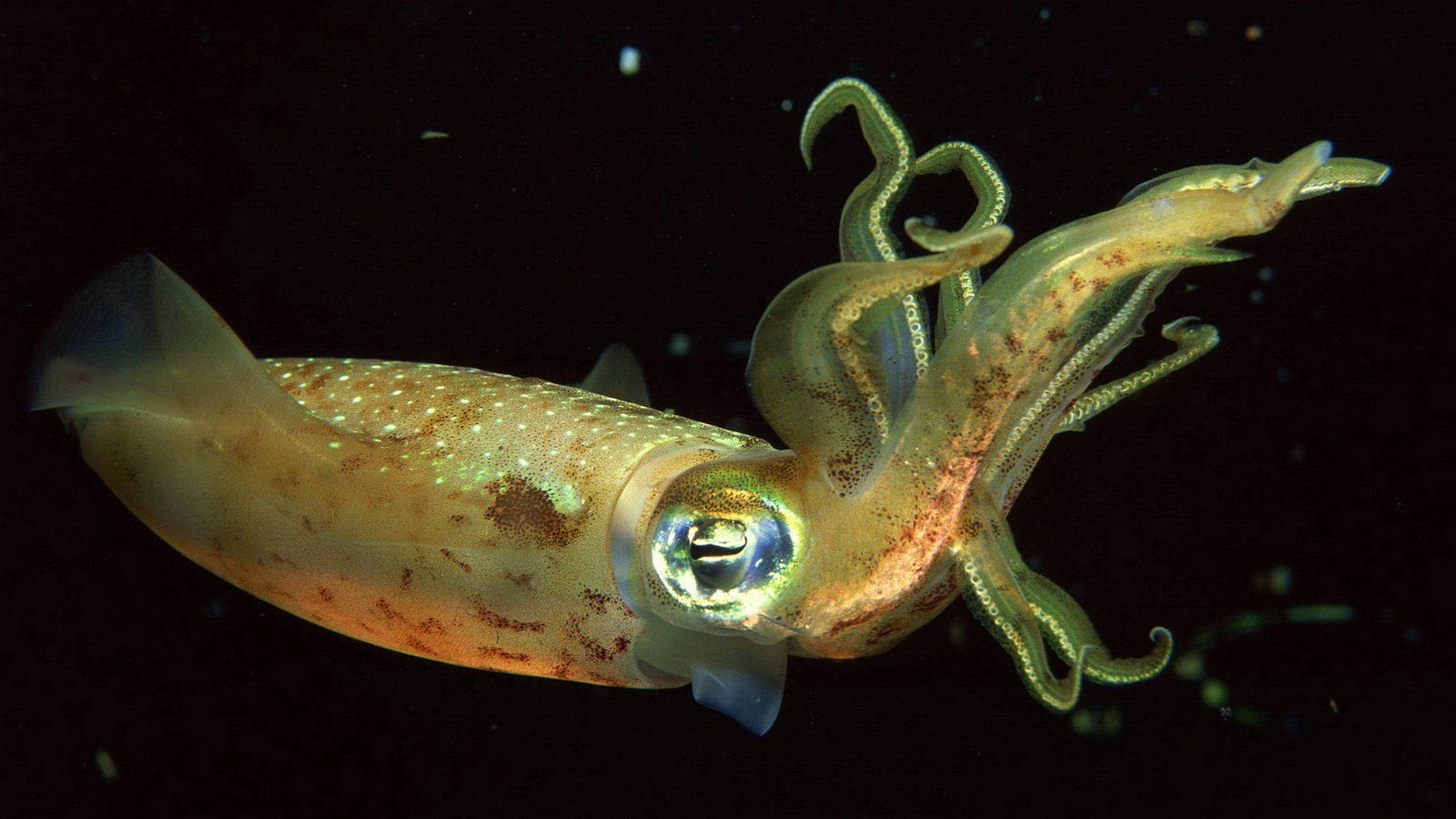 Magnificent Underwater View Of Roundear Enope Calamari Background