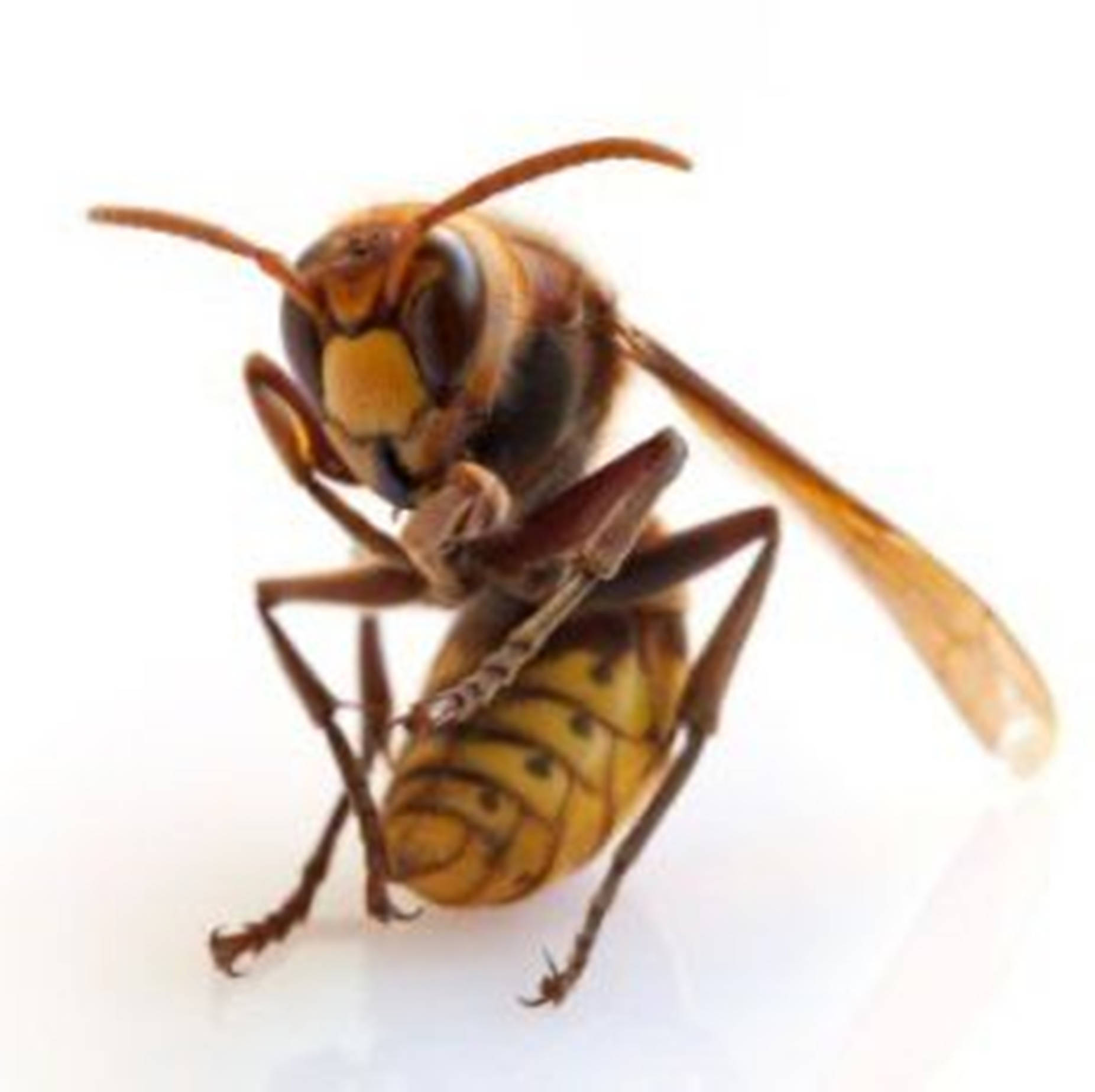 Magnificent Wasp With Red Eyes Up Close Background