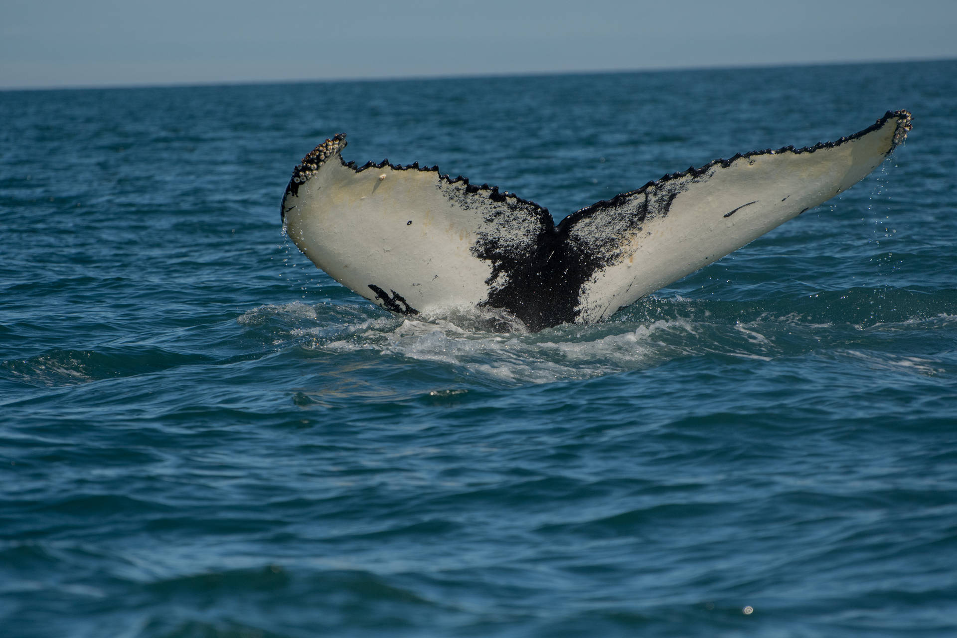 Magnificent Whale Journey Background