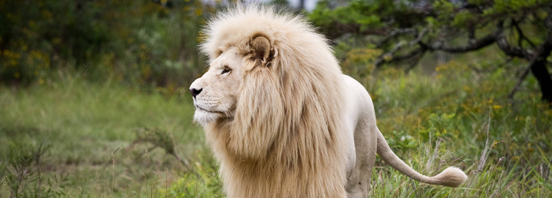 Magnificent White Lion Background