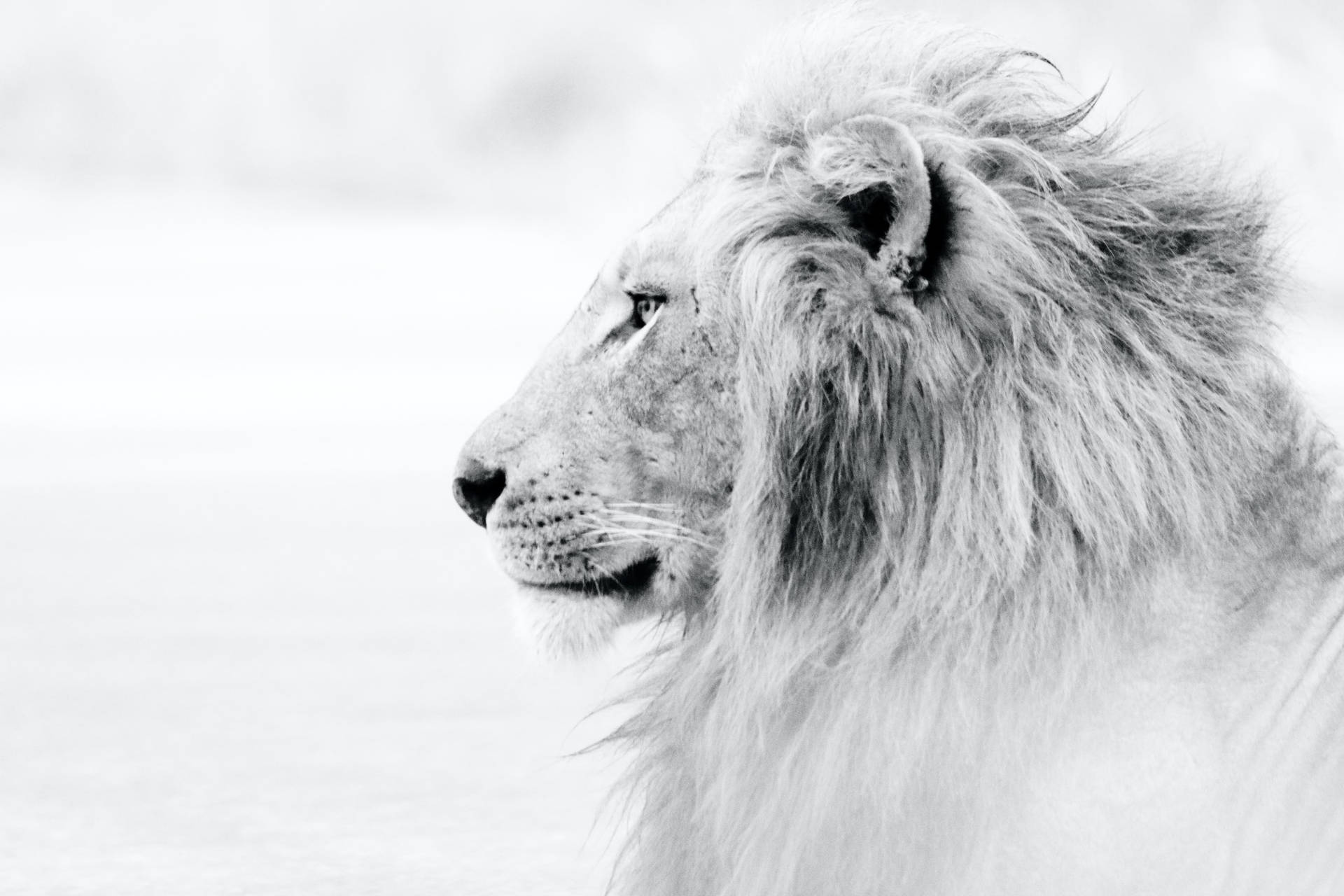 Magnificent White Lion Profile Background