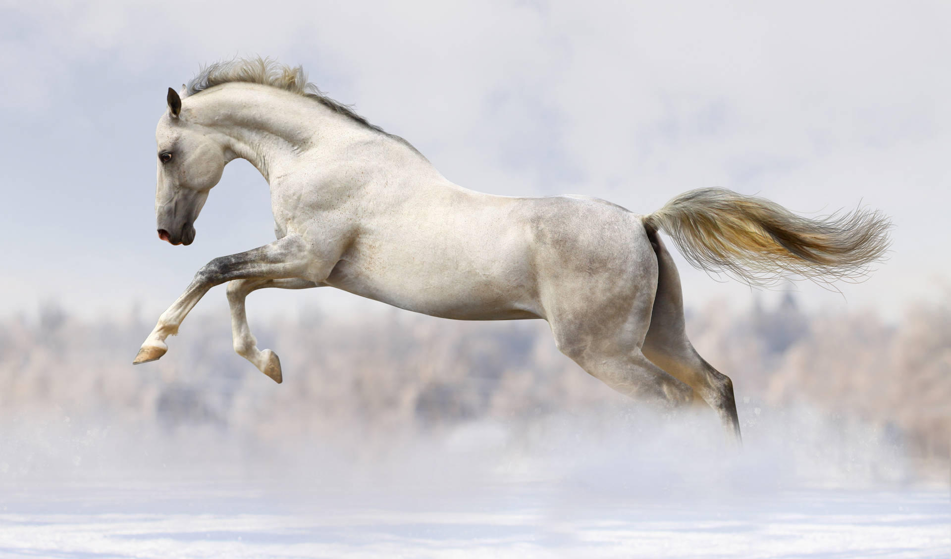 Magnificent White Running Horse Background