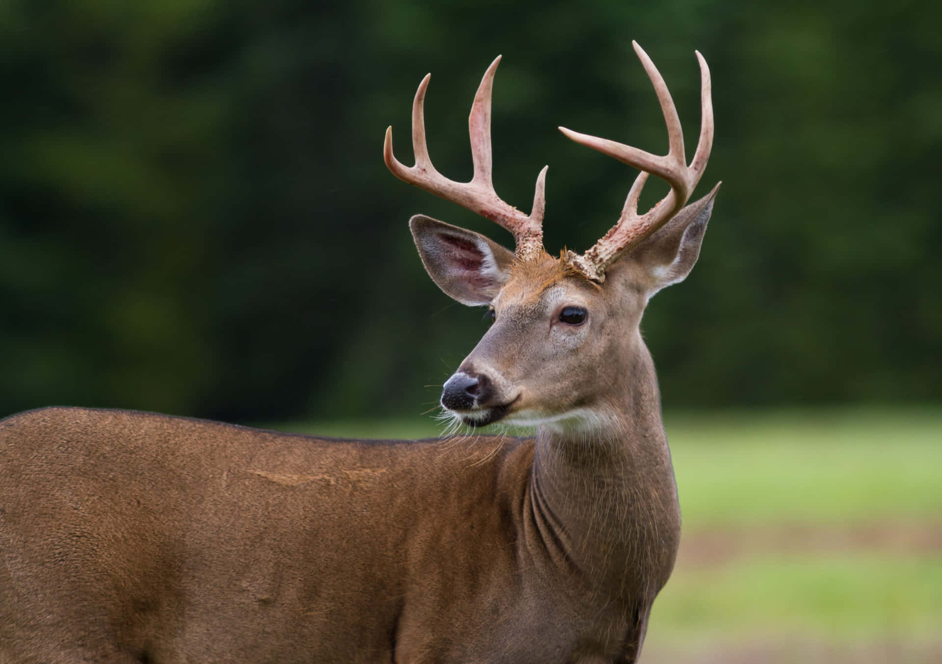 Magnificent Whitetail Deer Living In The Wild Background