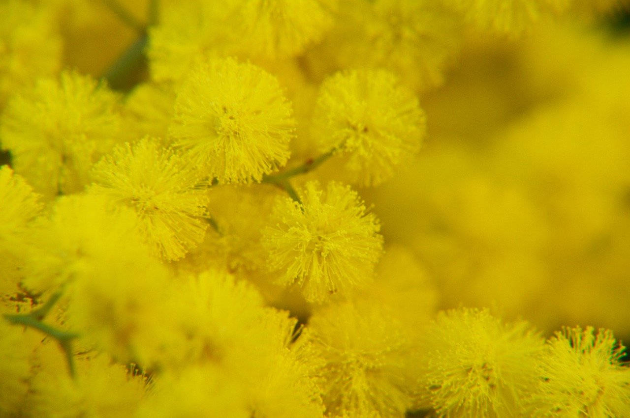 Magnificent Yellow Mimosa Flowers Background