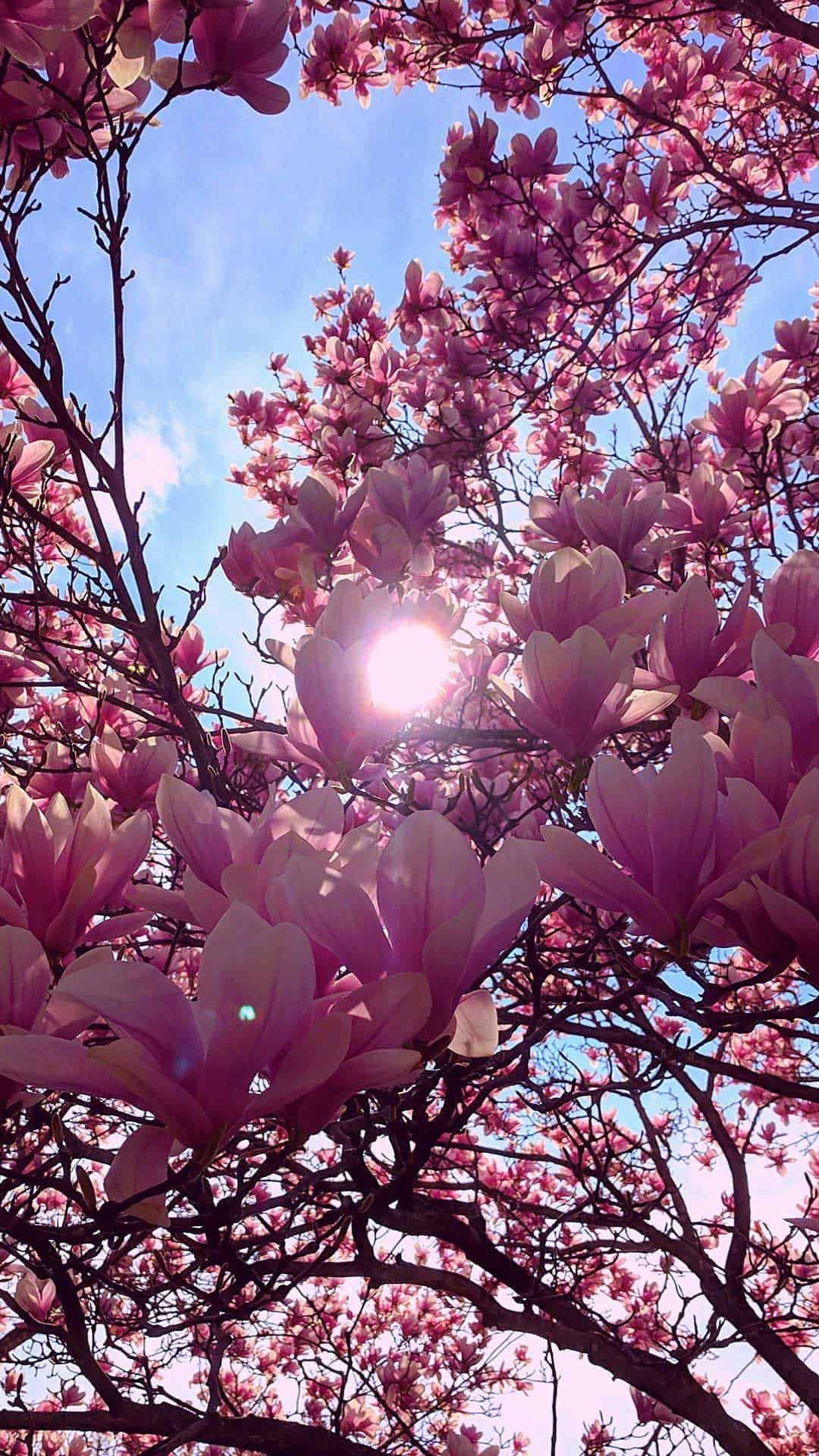 Magnolia Blossoms In The Spring Background