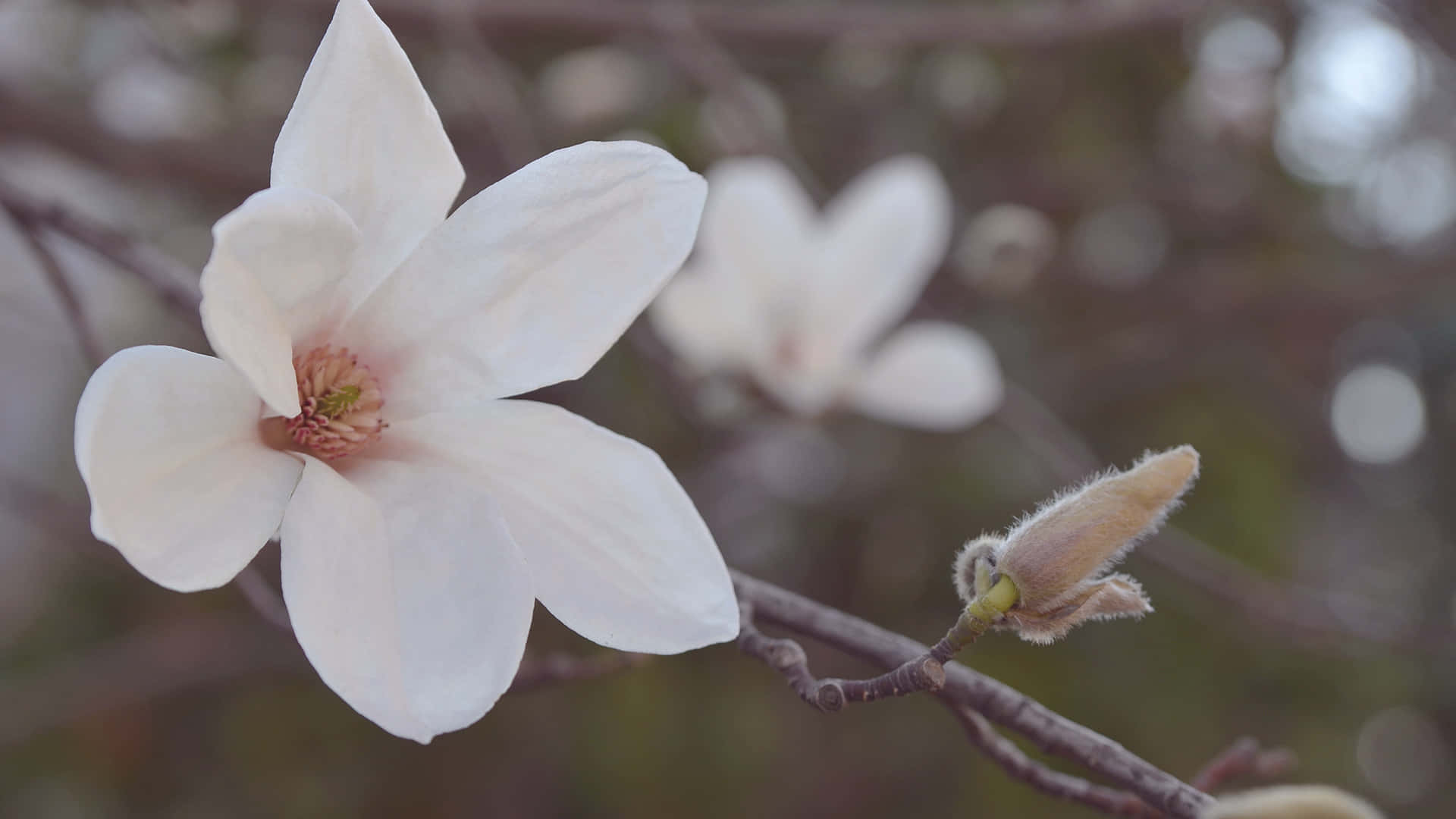 Magnolia Flower Depth Of Field