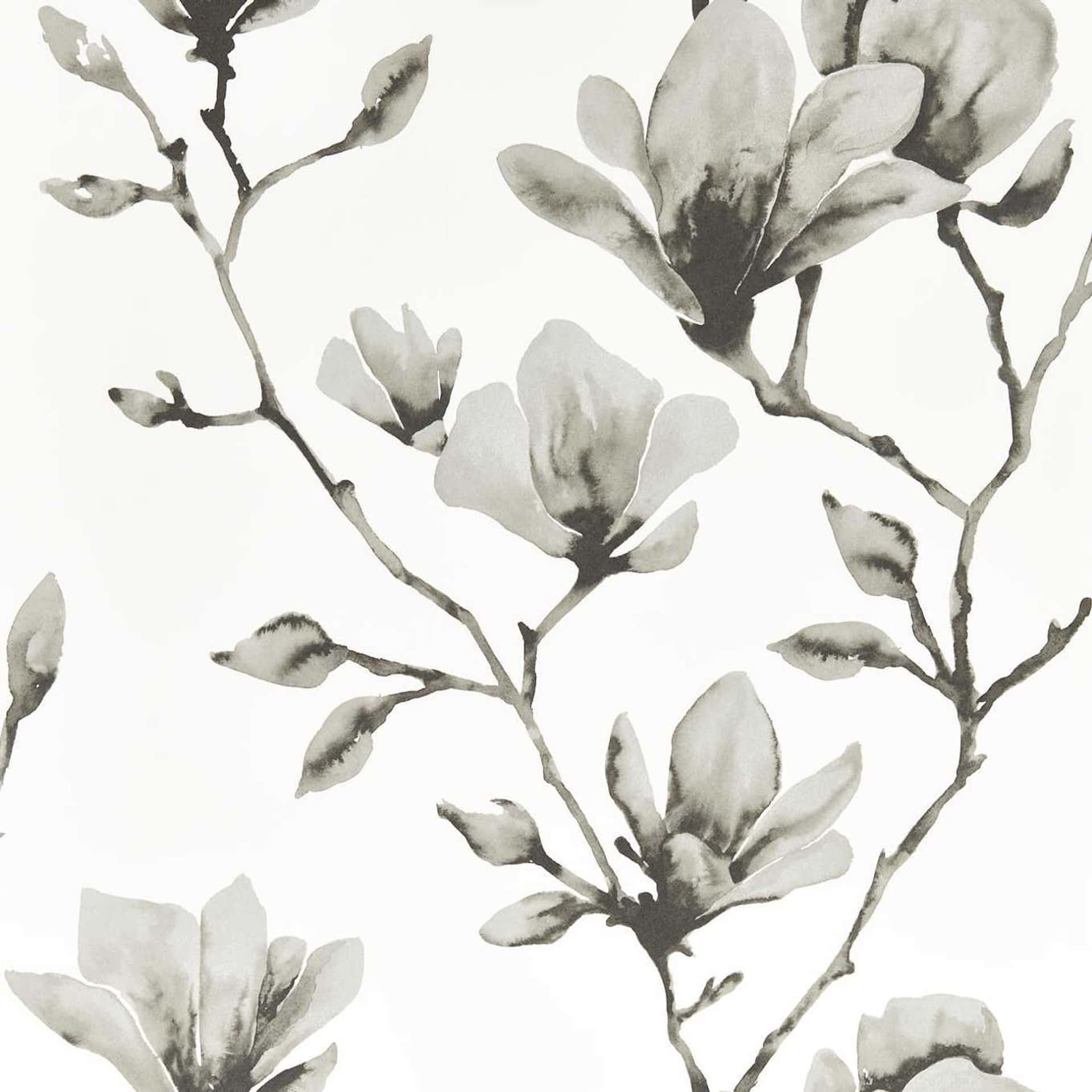 Magnolia Flower Digital Art Hd