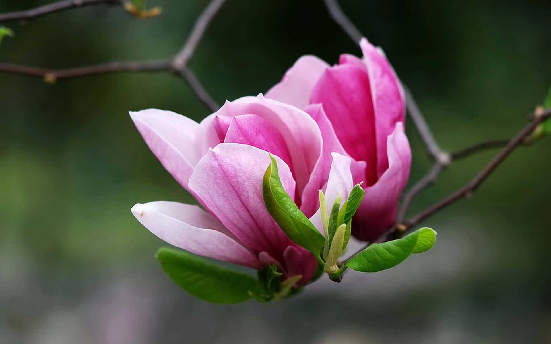 Magnolia Flower Nature Lock Screen Hd