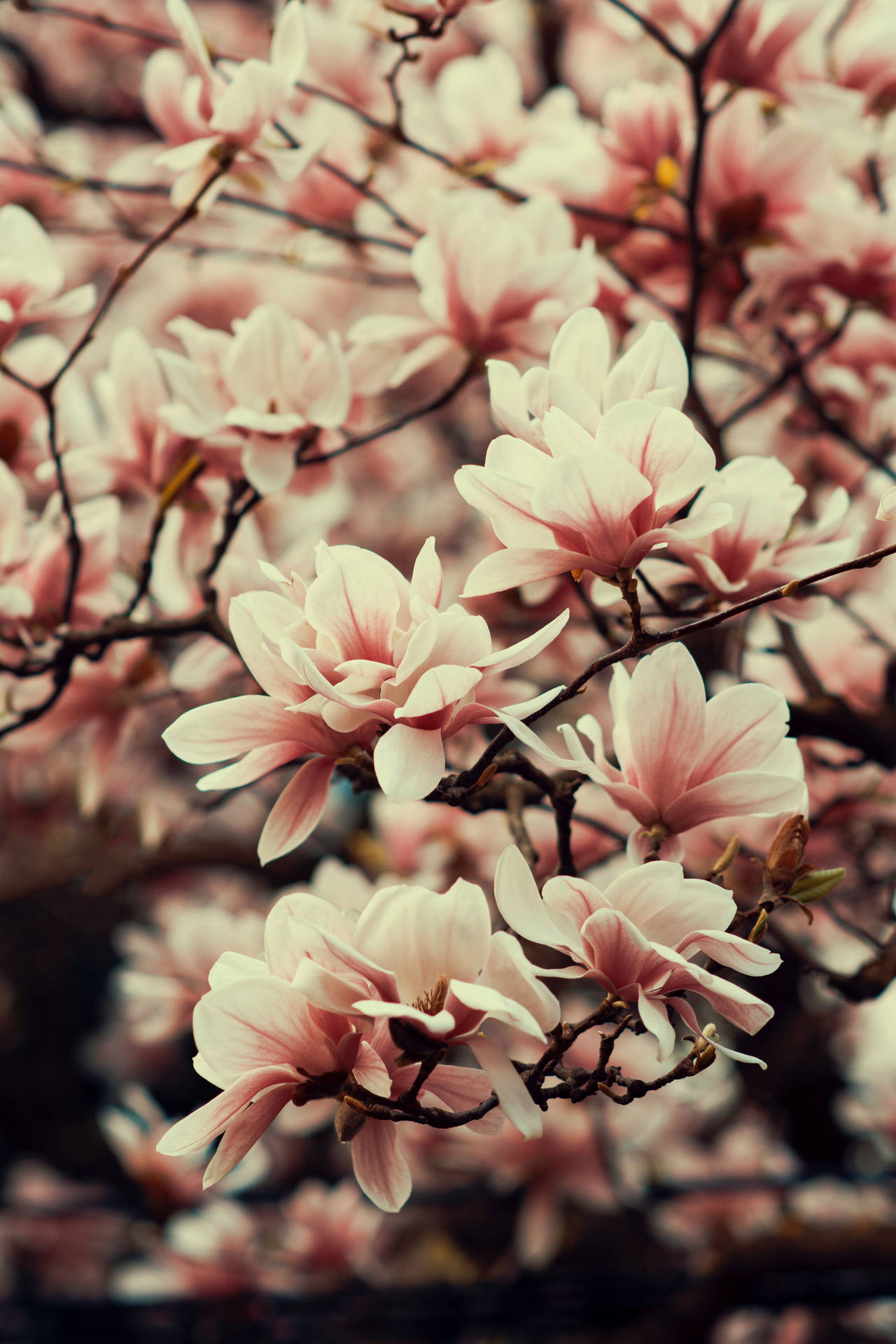Magnolia Flowers Mobile Background