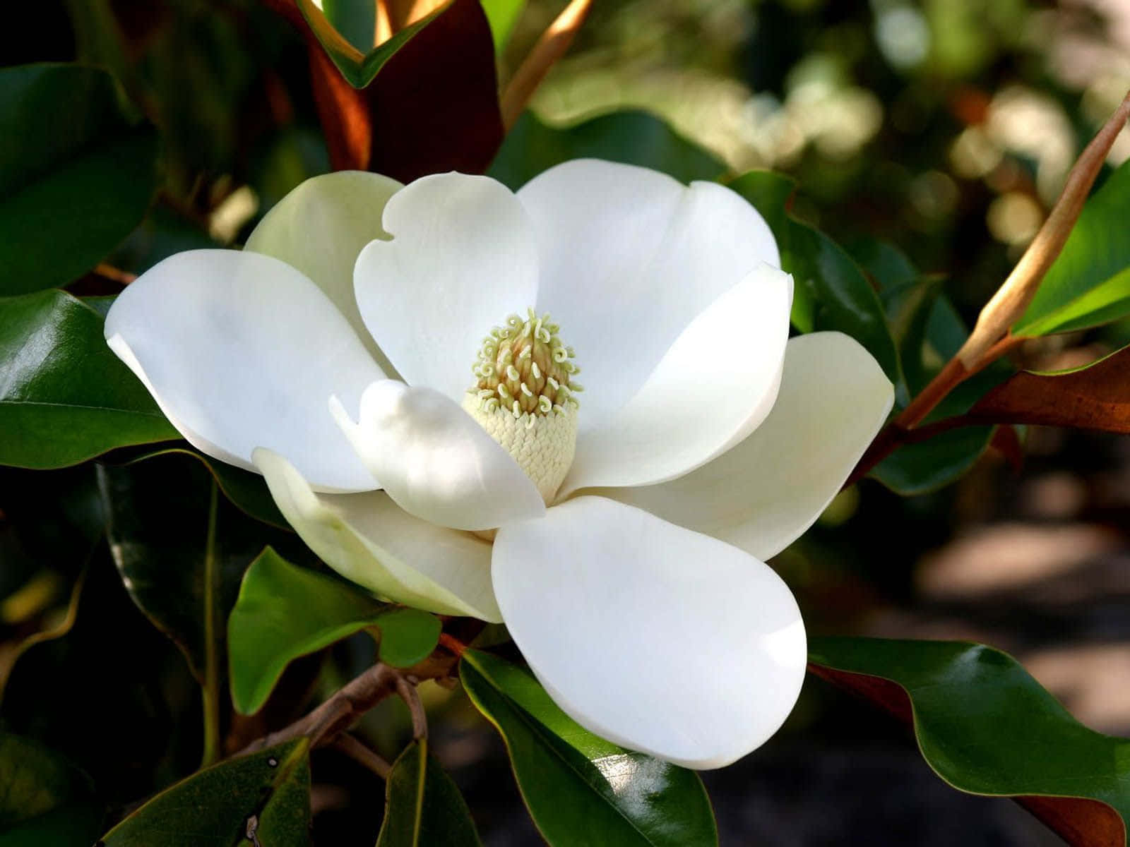 Magnolia Grandiflora Flower Little Gem