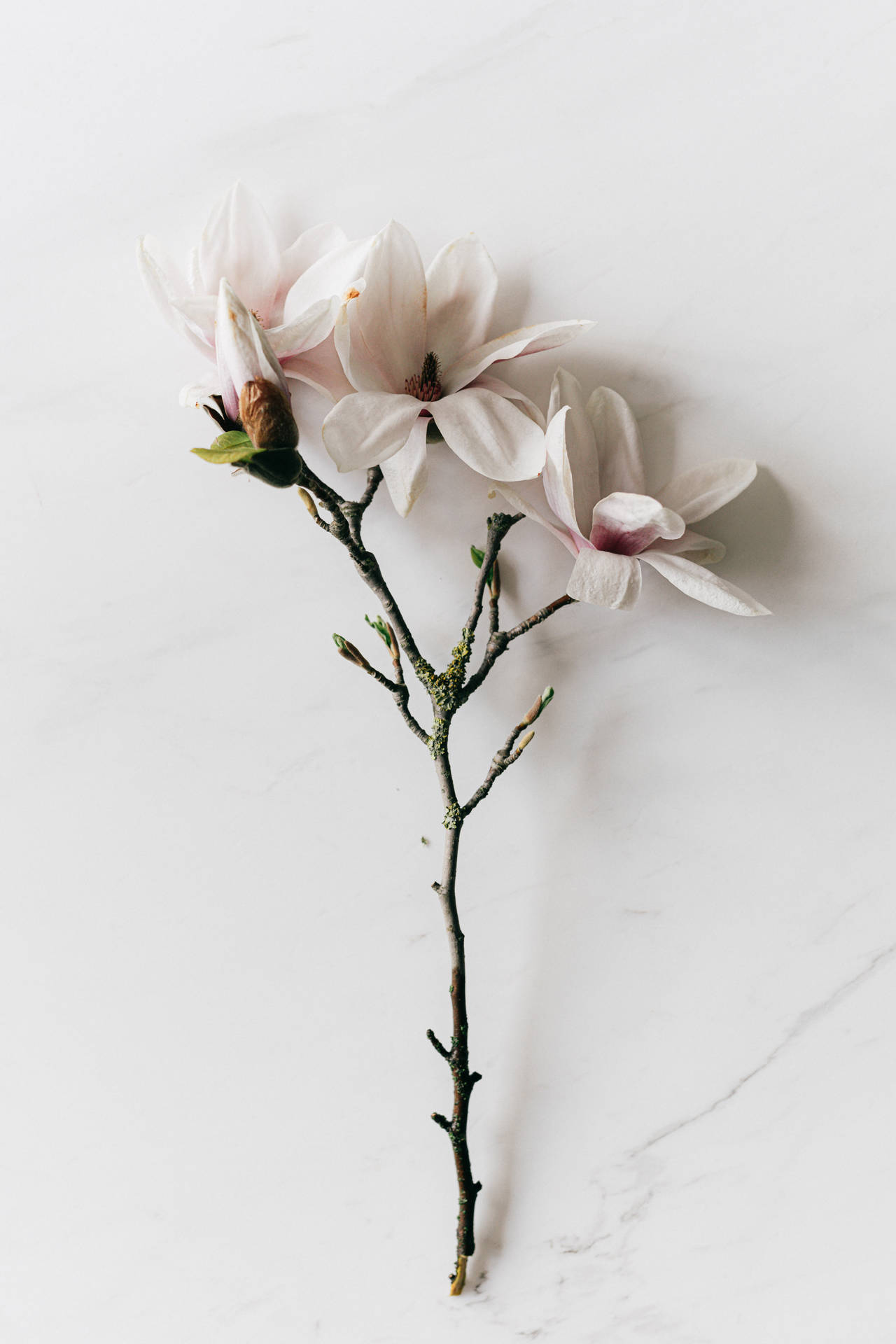 Magnolia Sprig White Flowers Background