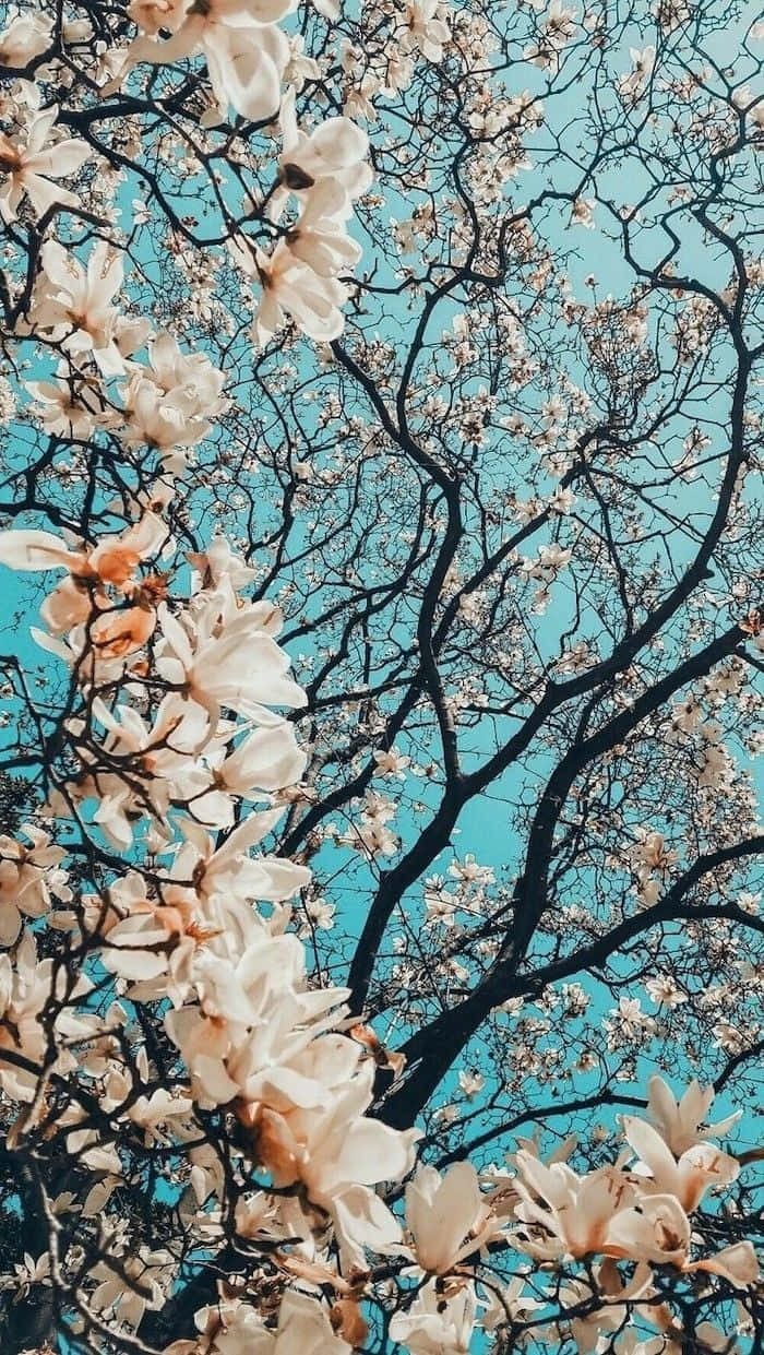 Magnolia Tree With White Flowers Against A Blue Sky Background