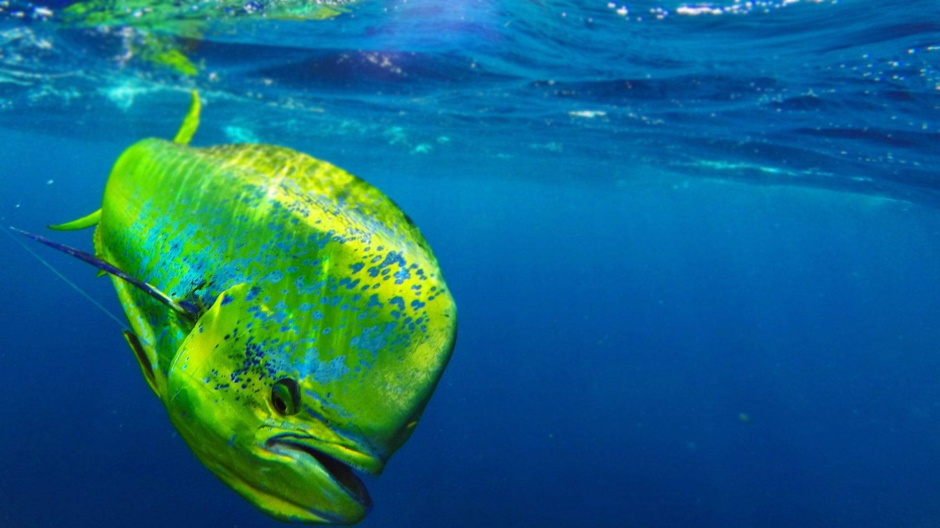 Mahi-mahi Descending From The Surface Background