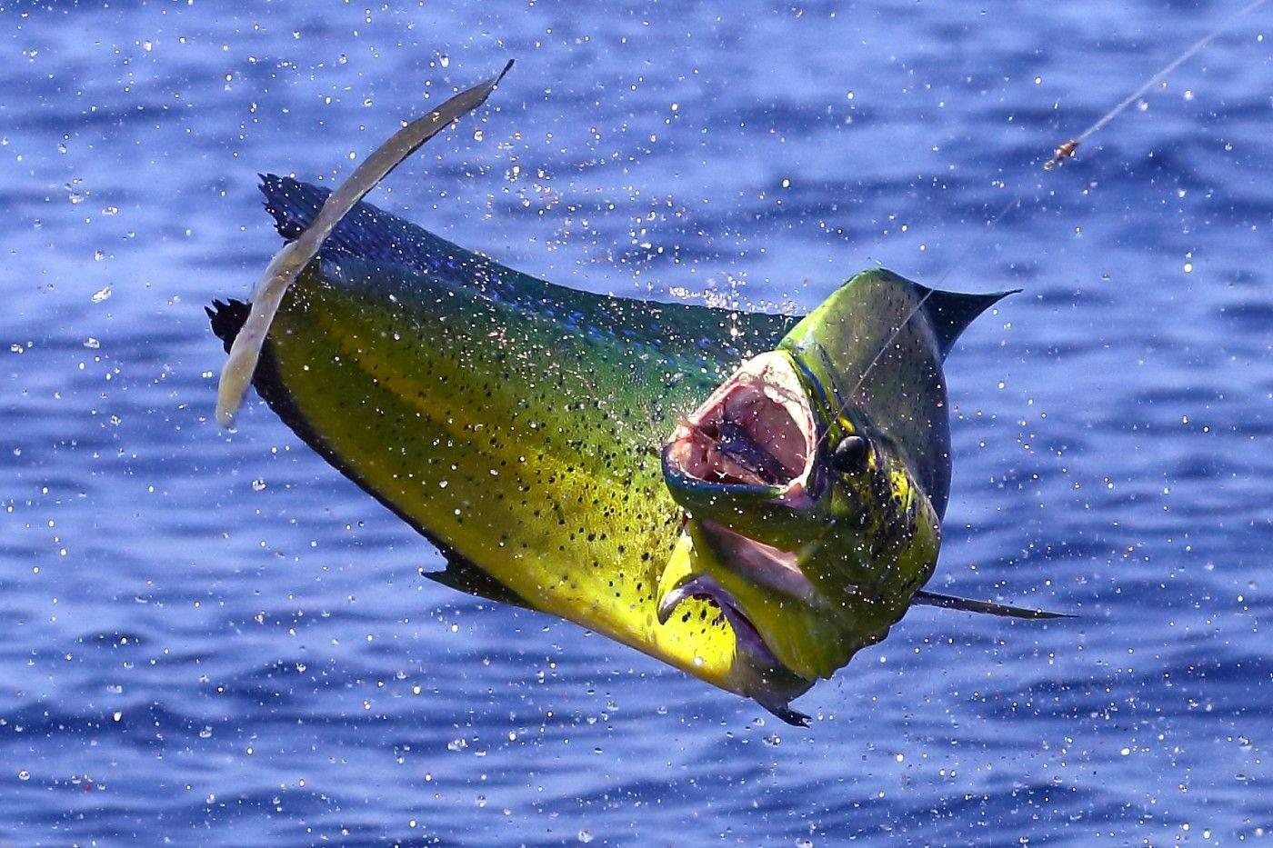 Mahi-mahi Fish Caught By A Hook Background