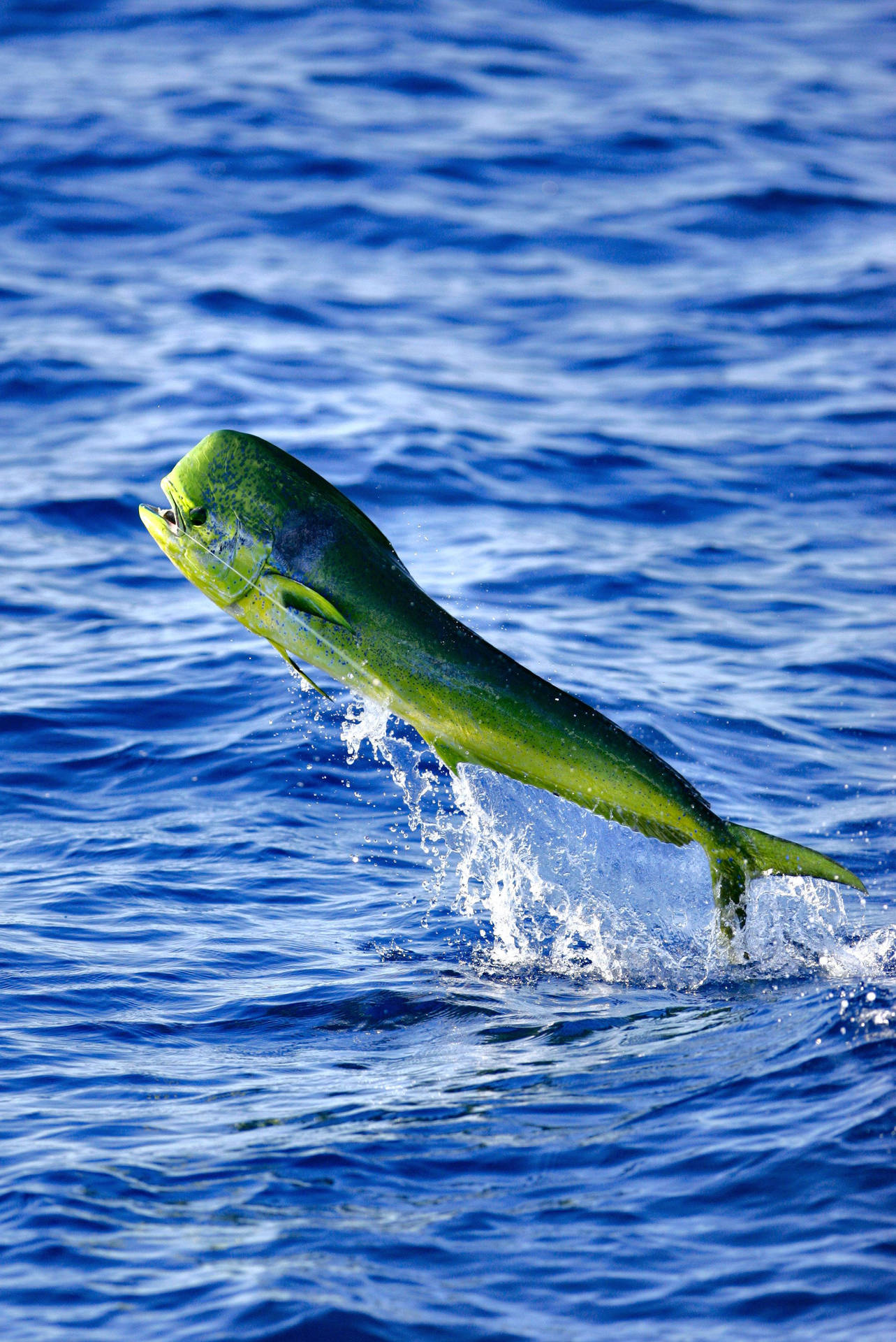 Mahi-mahi Fish Flying Background