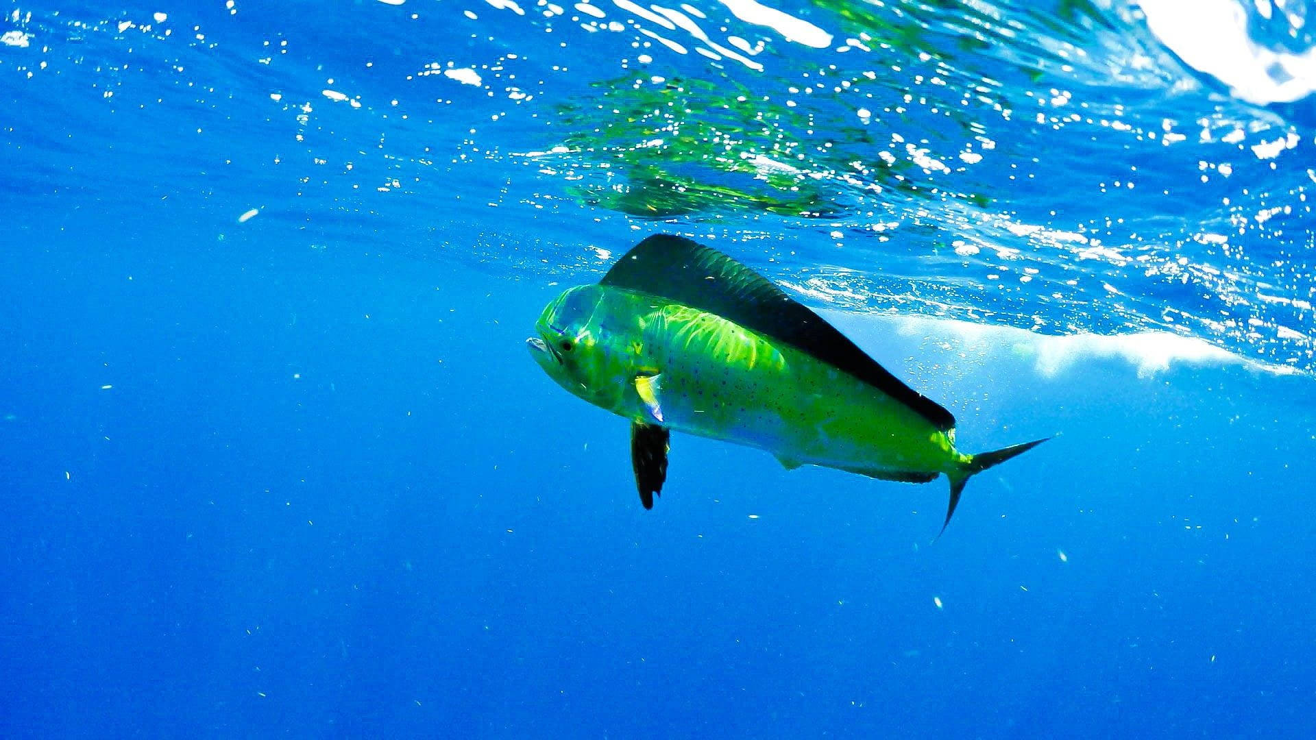 Mahi-mahi Fish In The Infinite Blue Background