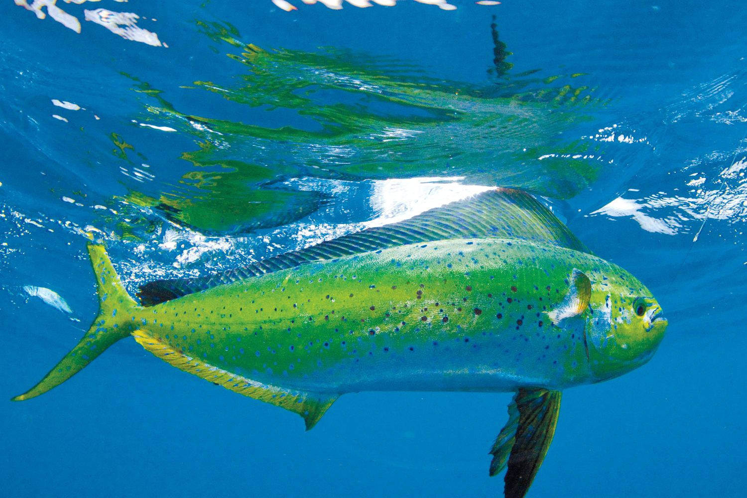 Mahi-mahi Fish Just Below The Surface Background