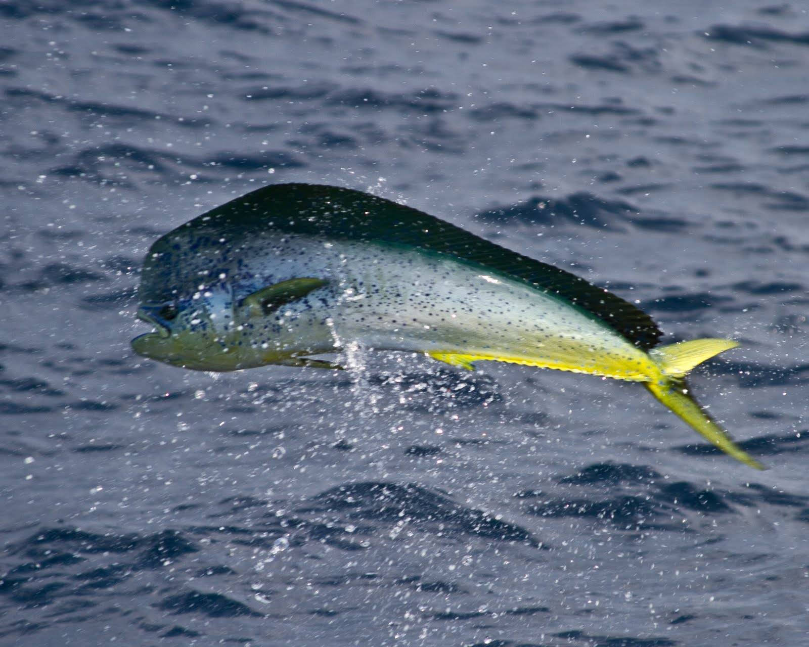 Mahi-mahi Fish On A Jump Background