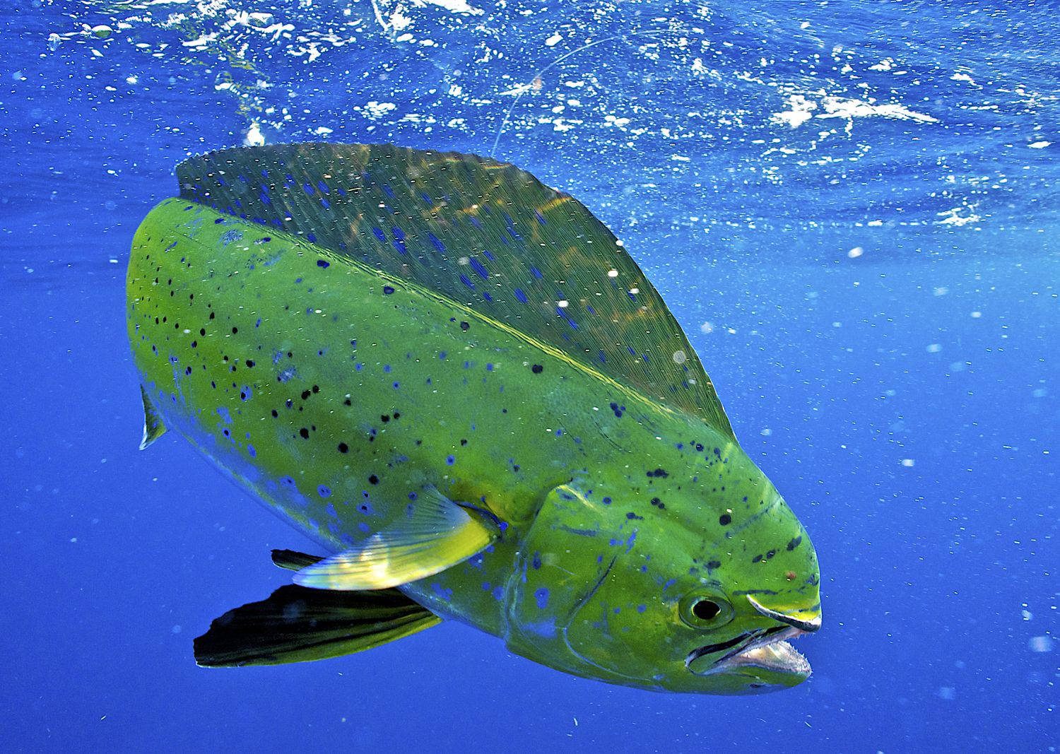 Mahi-mahi Fish Touching The Surface Background