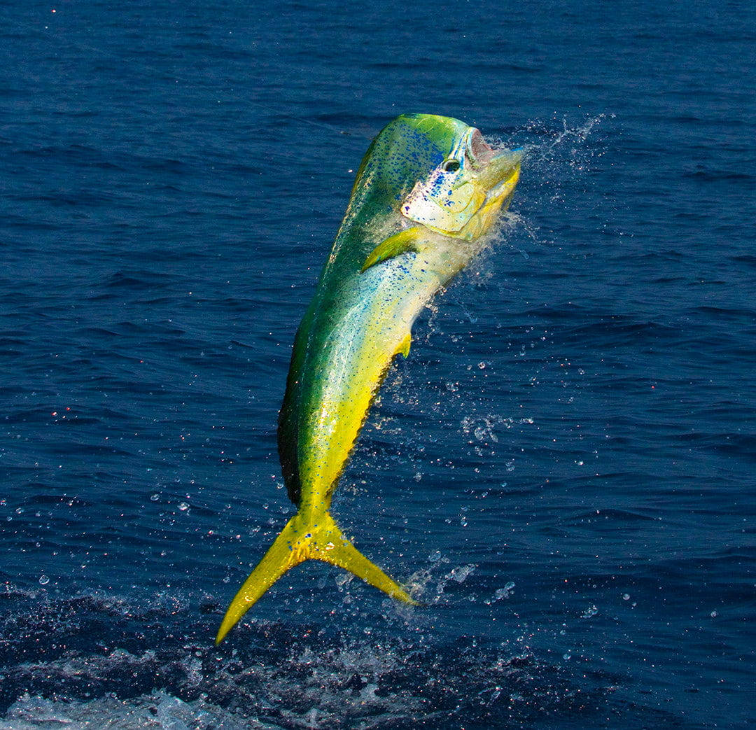 Mahi-mahi On A High Jump Background