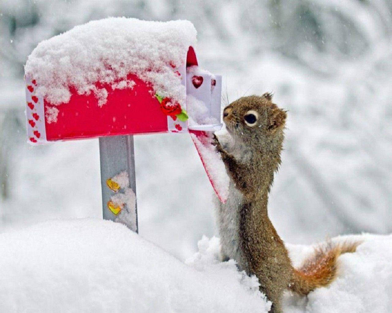 Mail And A Squirrel Background